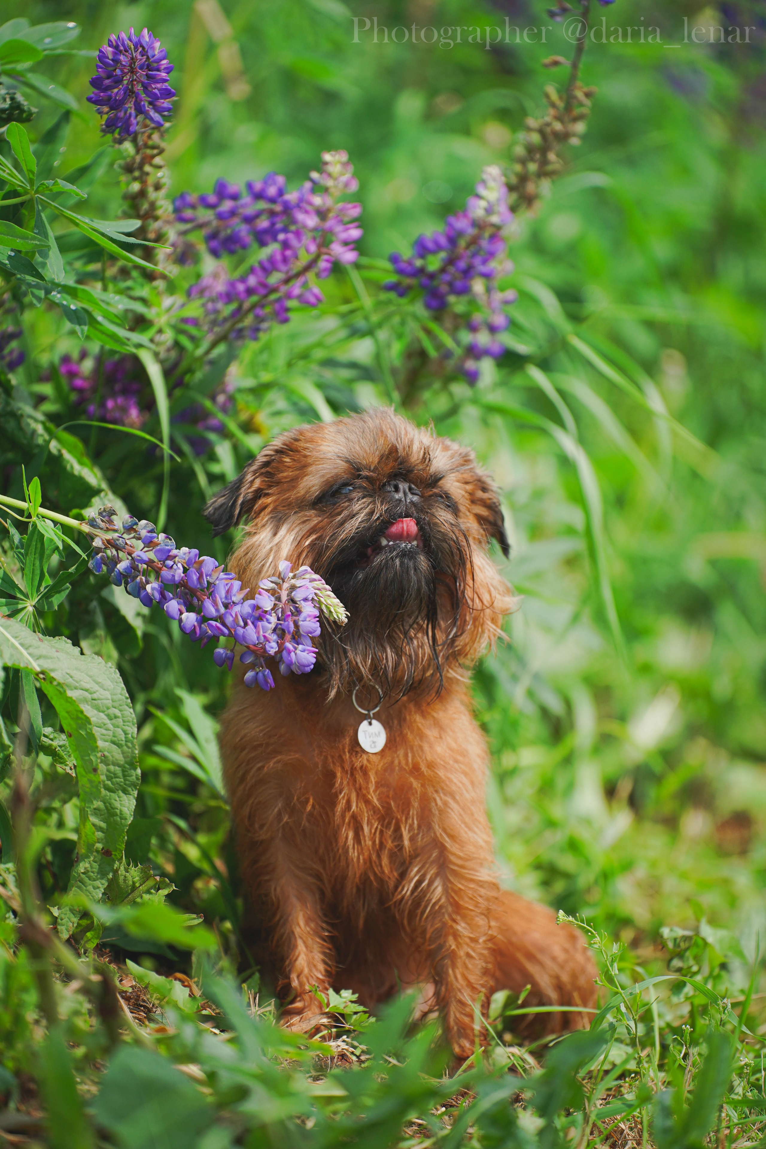 Выставки собак. Фотограф в Москве Ленарская Дарья