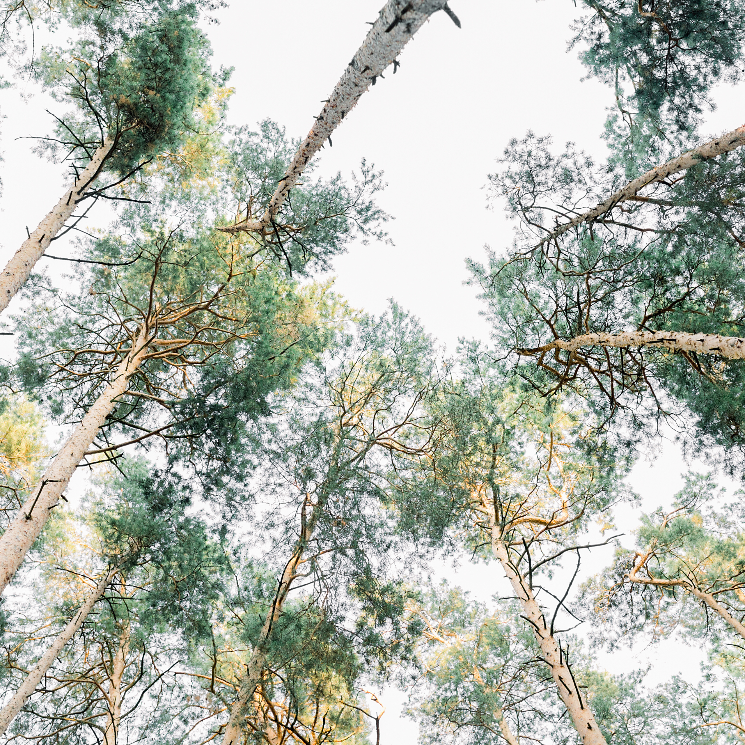Наташа и Илья. Лена Крутова. Фотограф в Москве