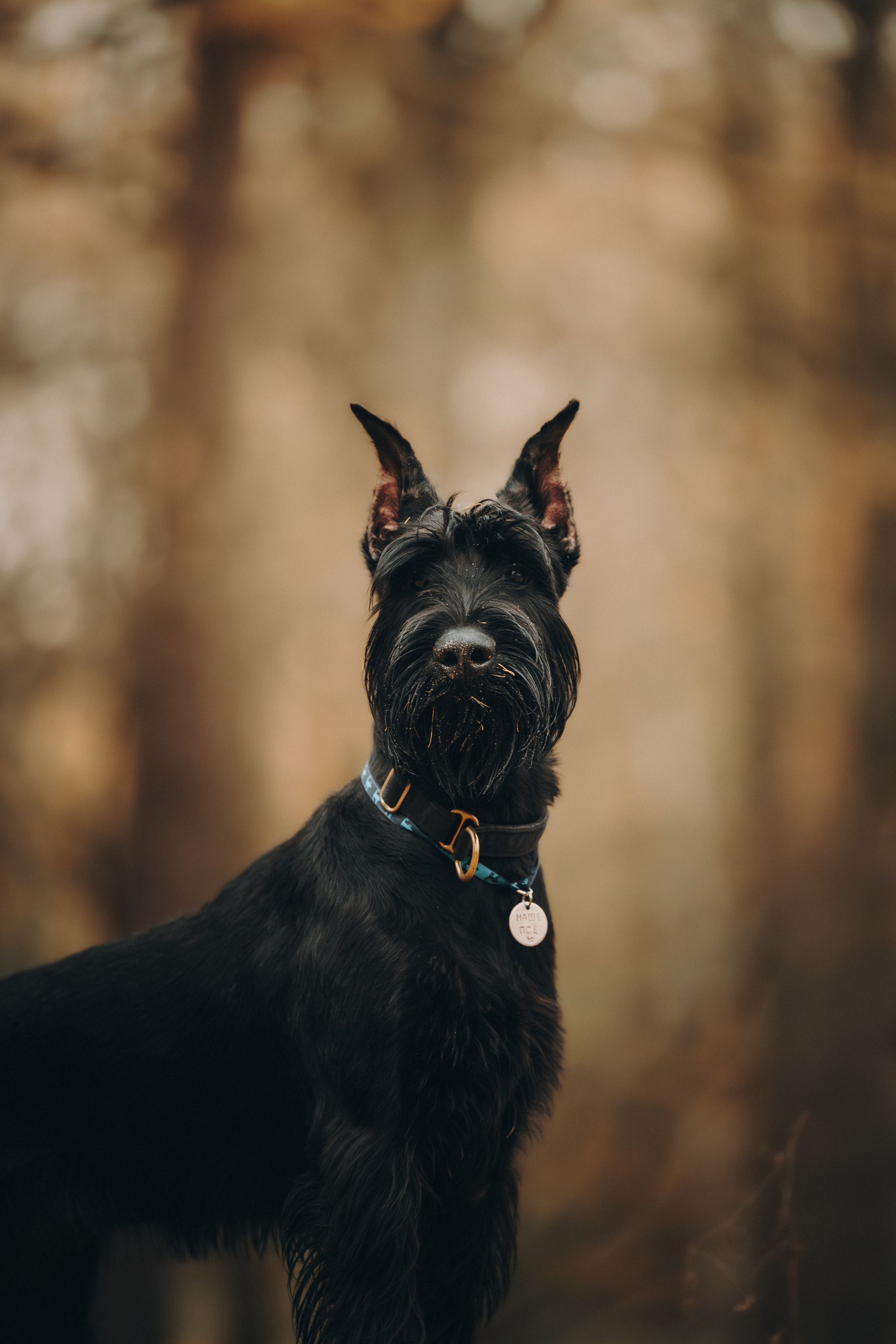 Даша и Умбра. Семейный фотограф анималист Ананьева Мария — Москва