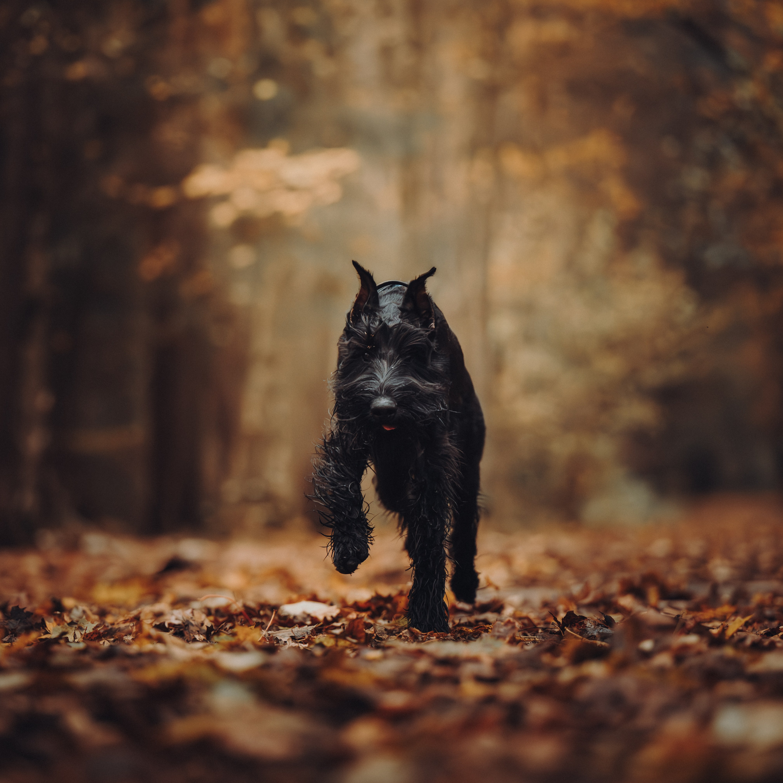 Даша и Умбра. Семейный фотограф анималист Ананьева Мария — Москва