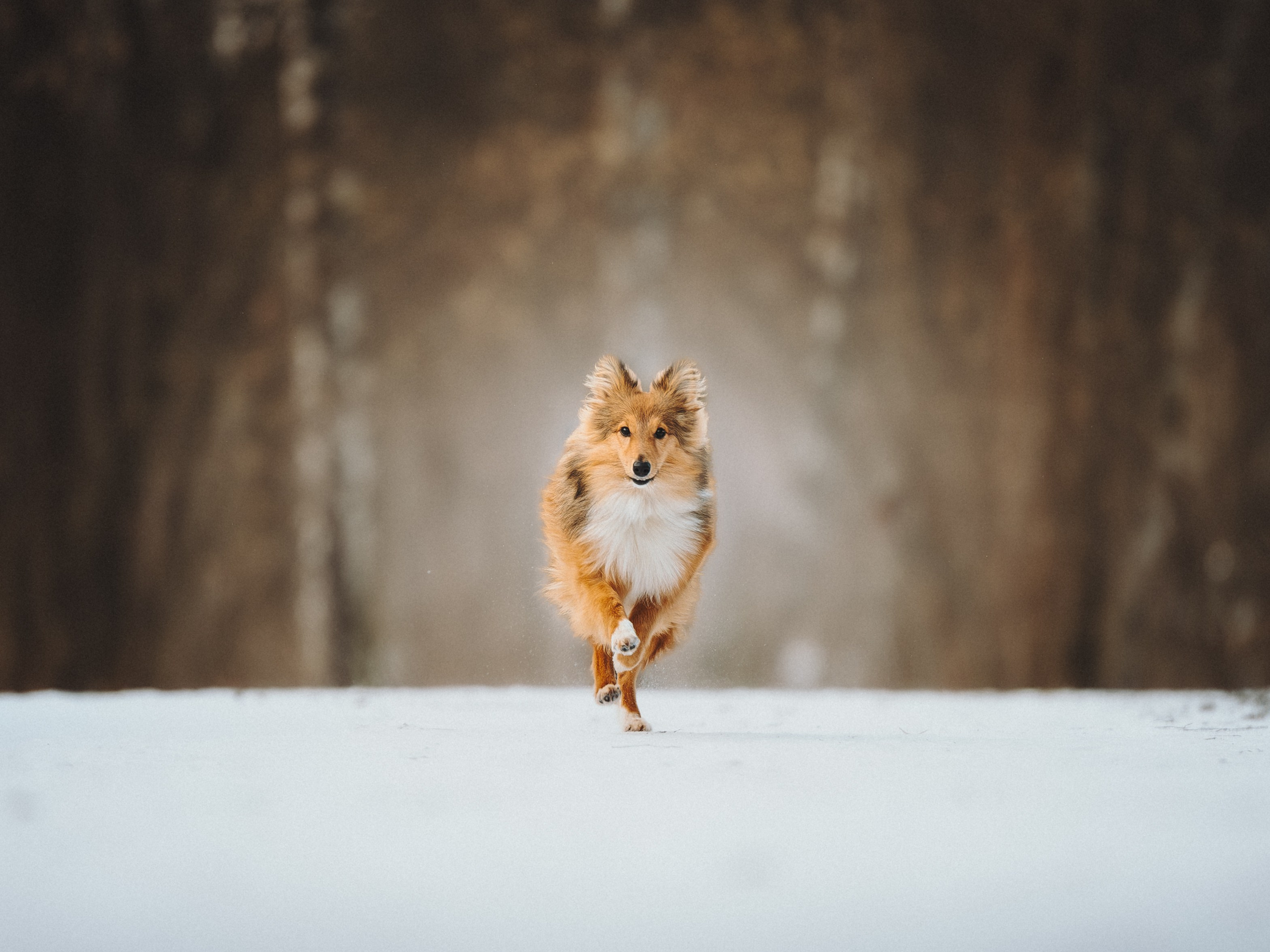 Дарья, Стас и Спика. Семейный фотограф анималист Ананьева Мария — Москва