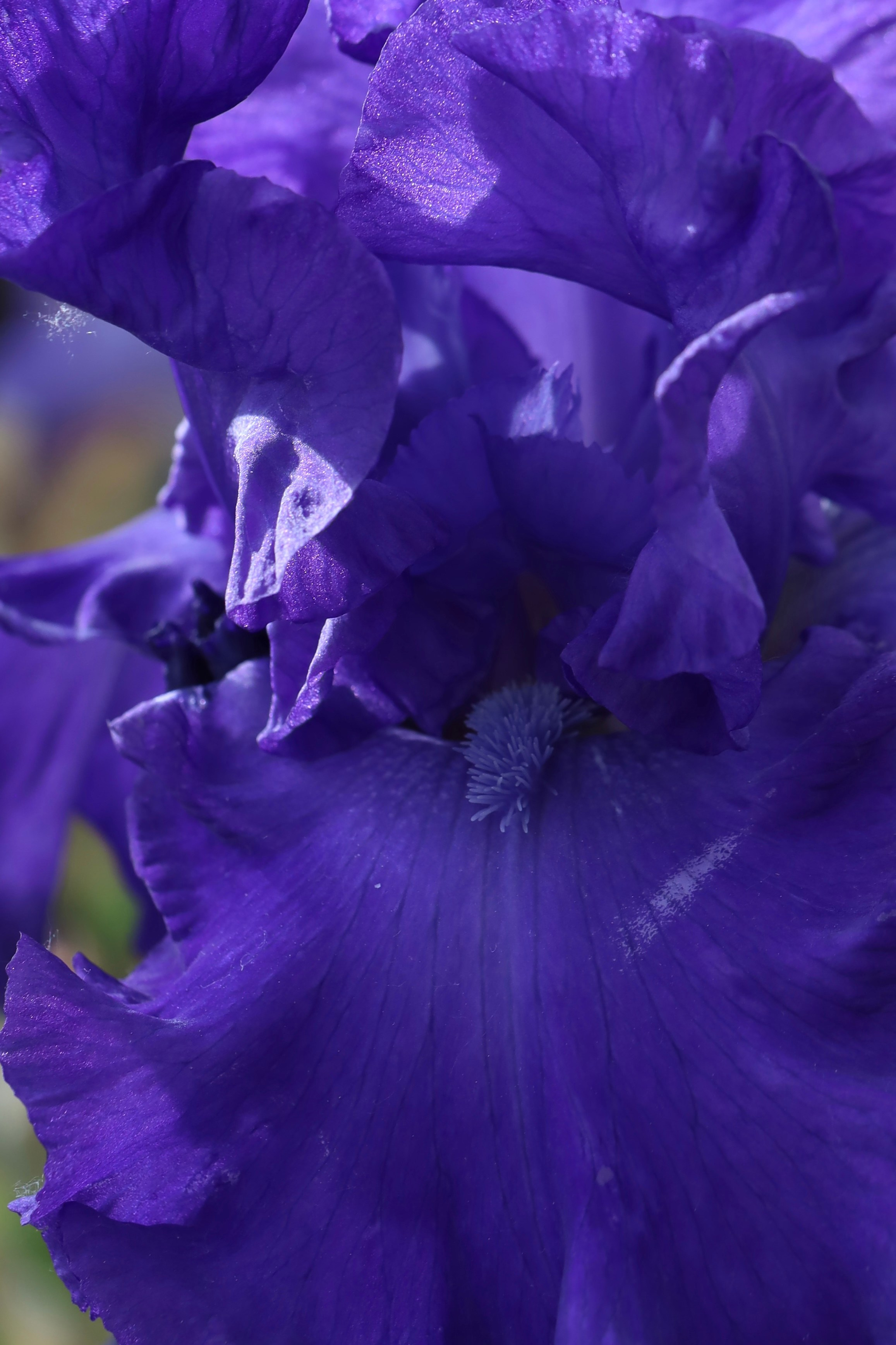 Фестиваль пионов и ирисов в Аптекарском огороде — июнь 2023. Фотосессии и репортаж — Фотограф в Москве — Рина Серёгина