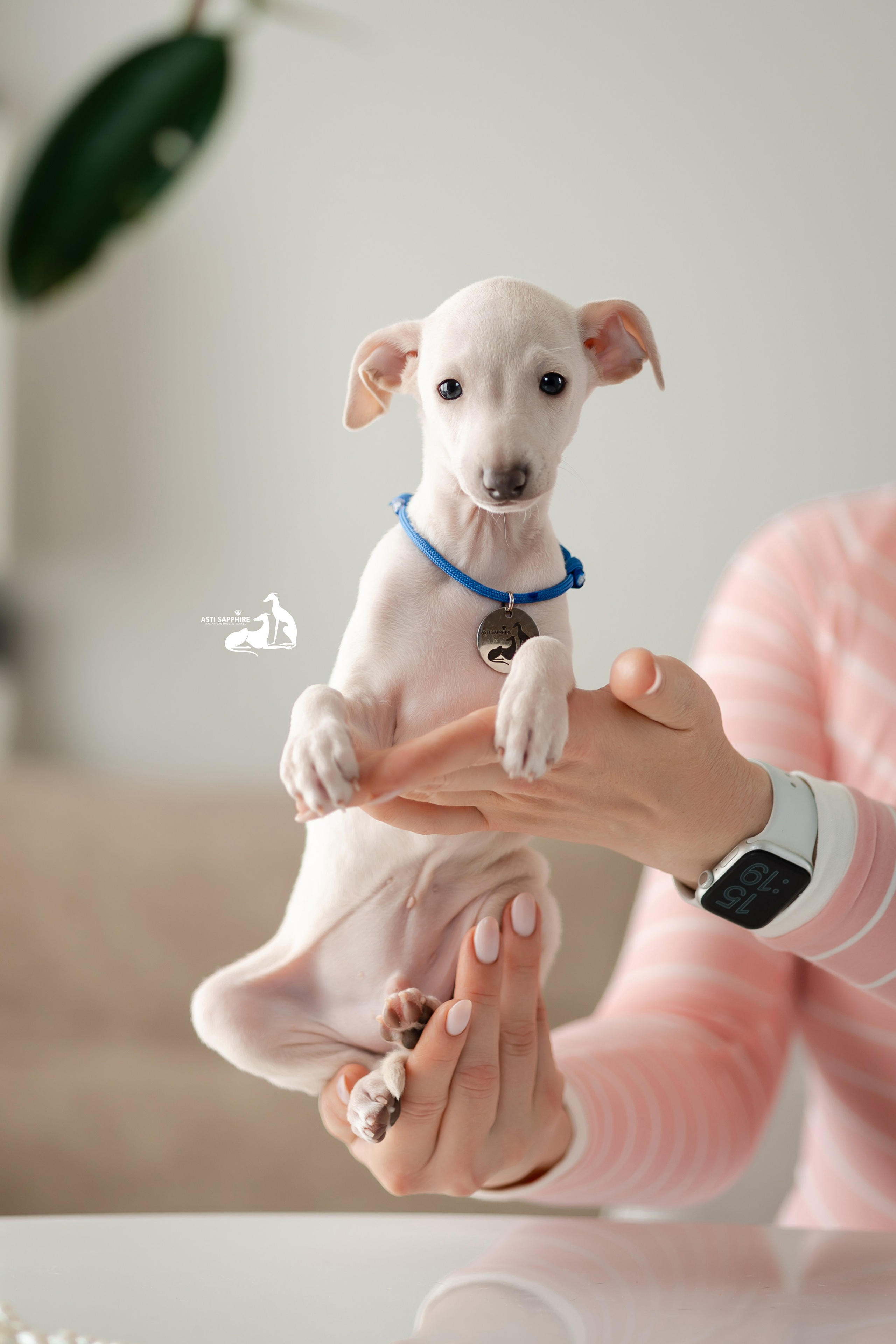 Белоснежные. Professional Italian Greyhound Kennel RKF/FCI ASTI SAPPHIRE 💎 Sochi|St. Petersburg
