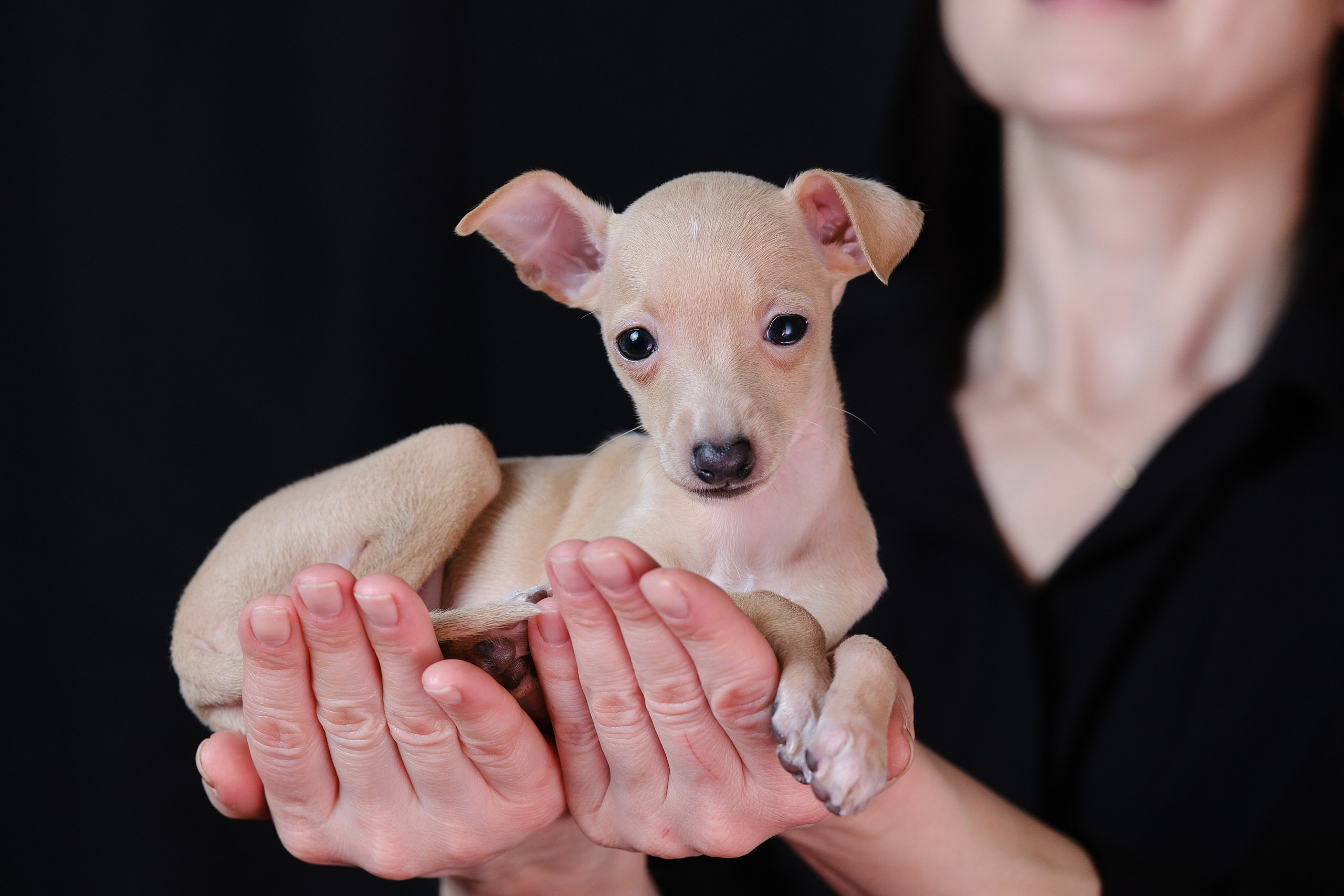 Кремовые детки. Профессиональный питомник левреток РКФ/FCI ASTI SAPPHIRE 💎 Сочи|Санкт-Петербург