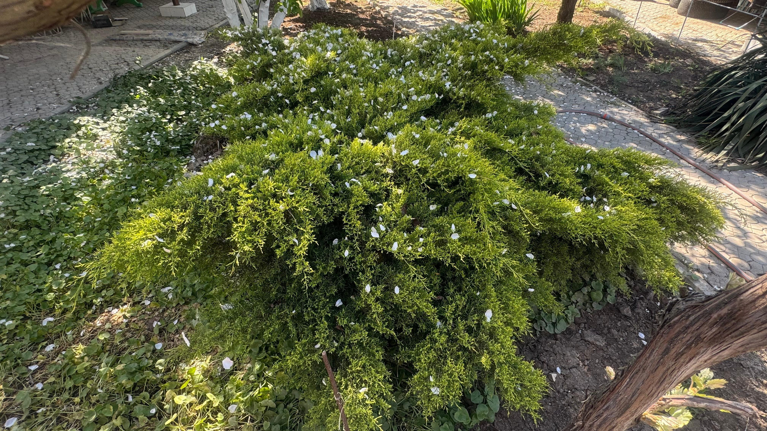 Наша территория. Гостевой дом «Райский уголок»