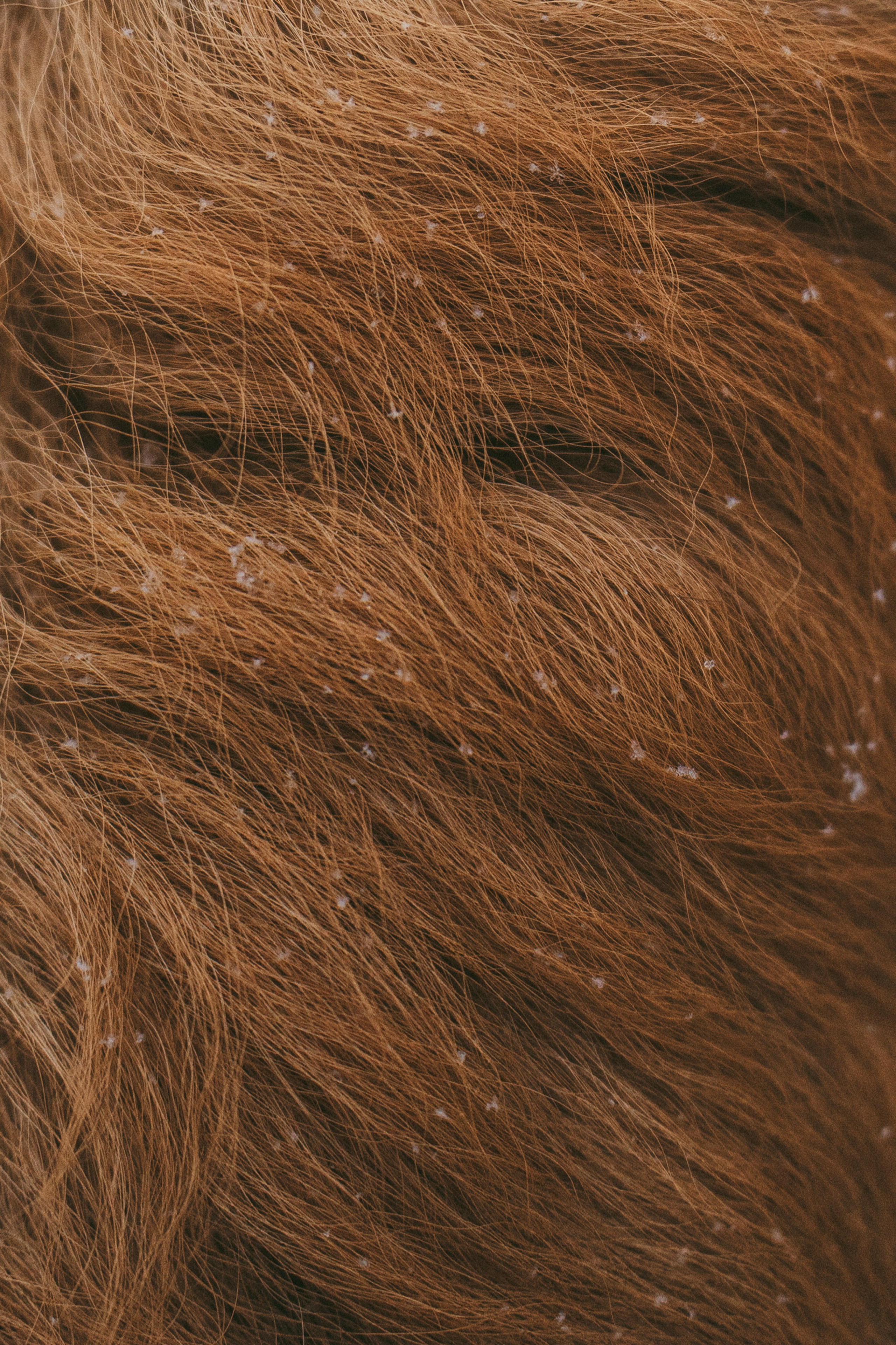 Катя, Анатолий и Елай. Фотограф анималист в Москве и Санкт-Петербурге Свиридова Анна