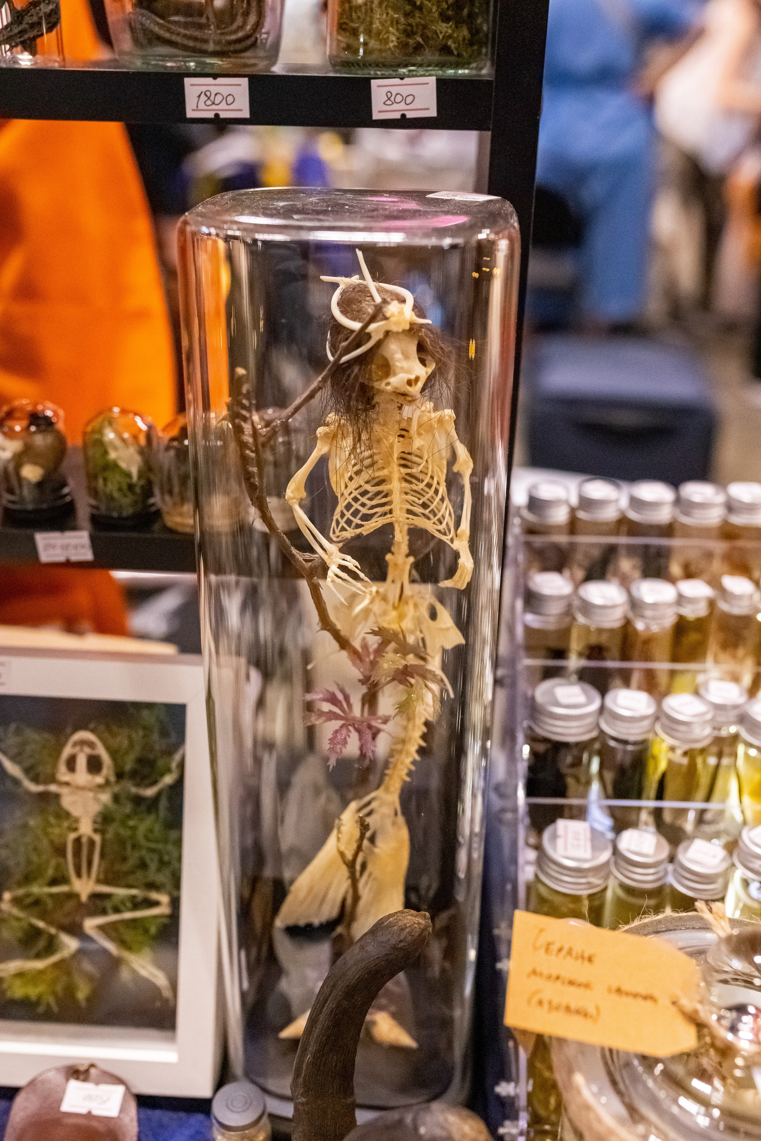 Рептилиум 2024. Александра Куликова фотограф, Москва