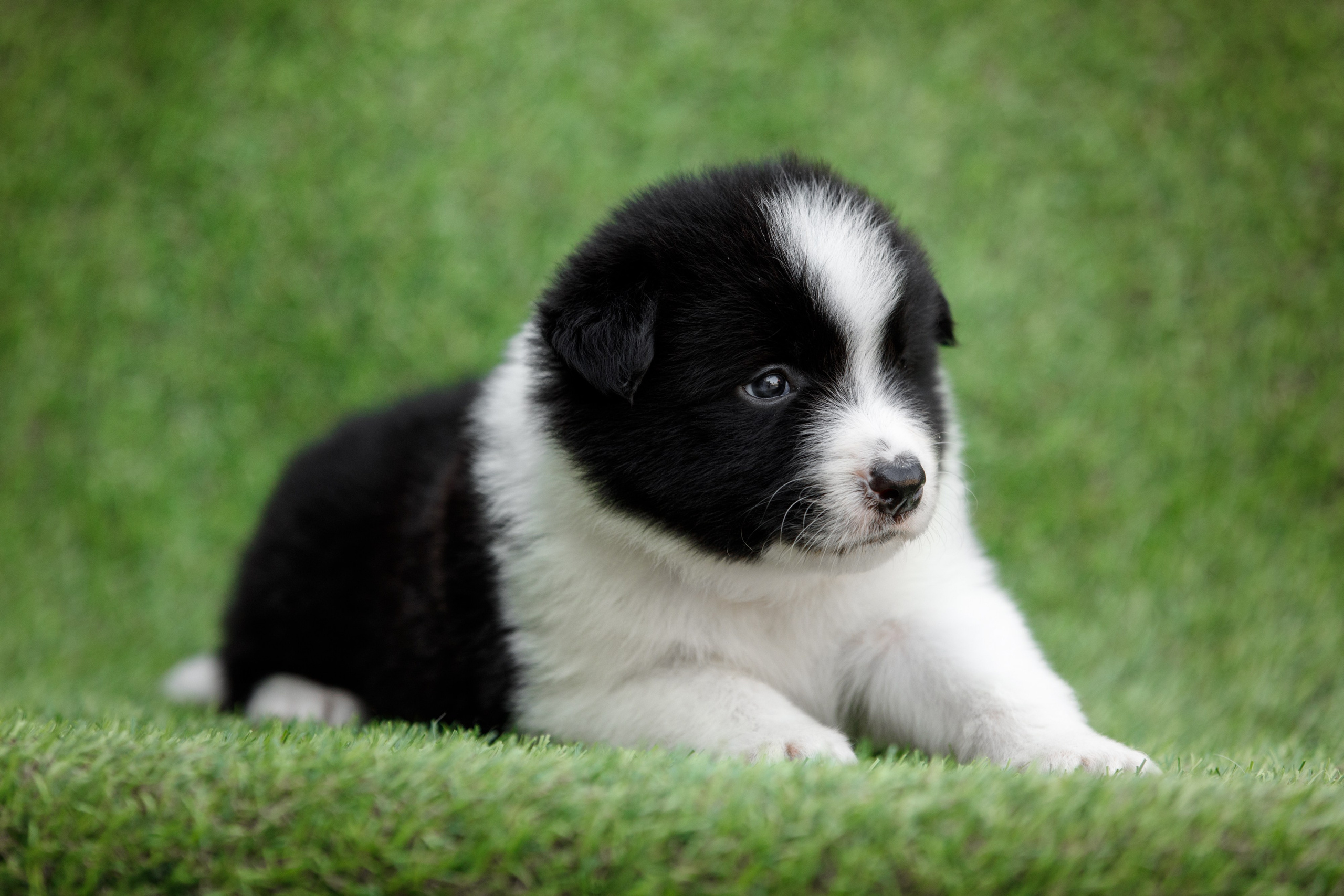 Смешарики. О нас