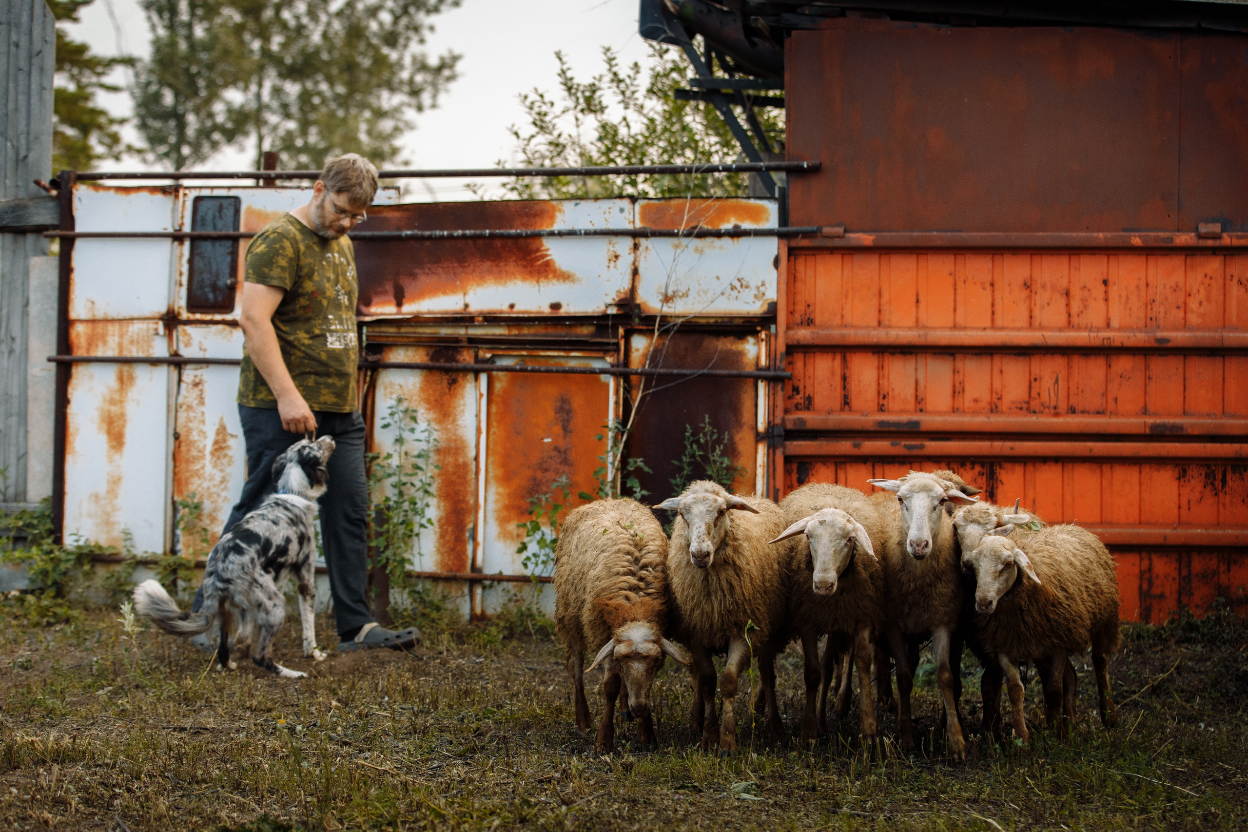 Овечий день. О нас