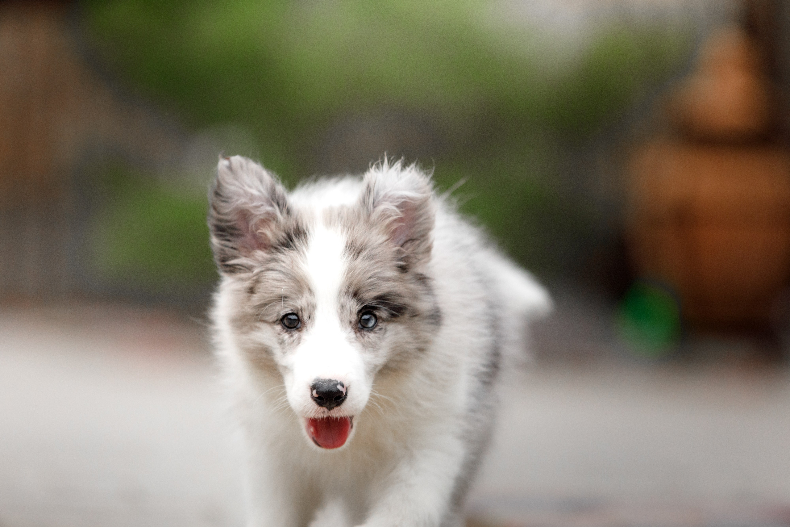 Болтовня в саду. О нас