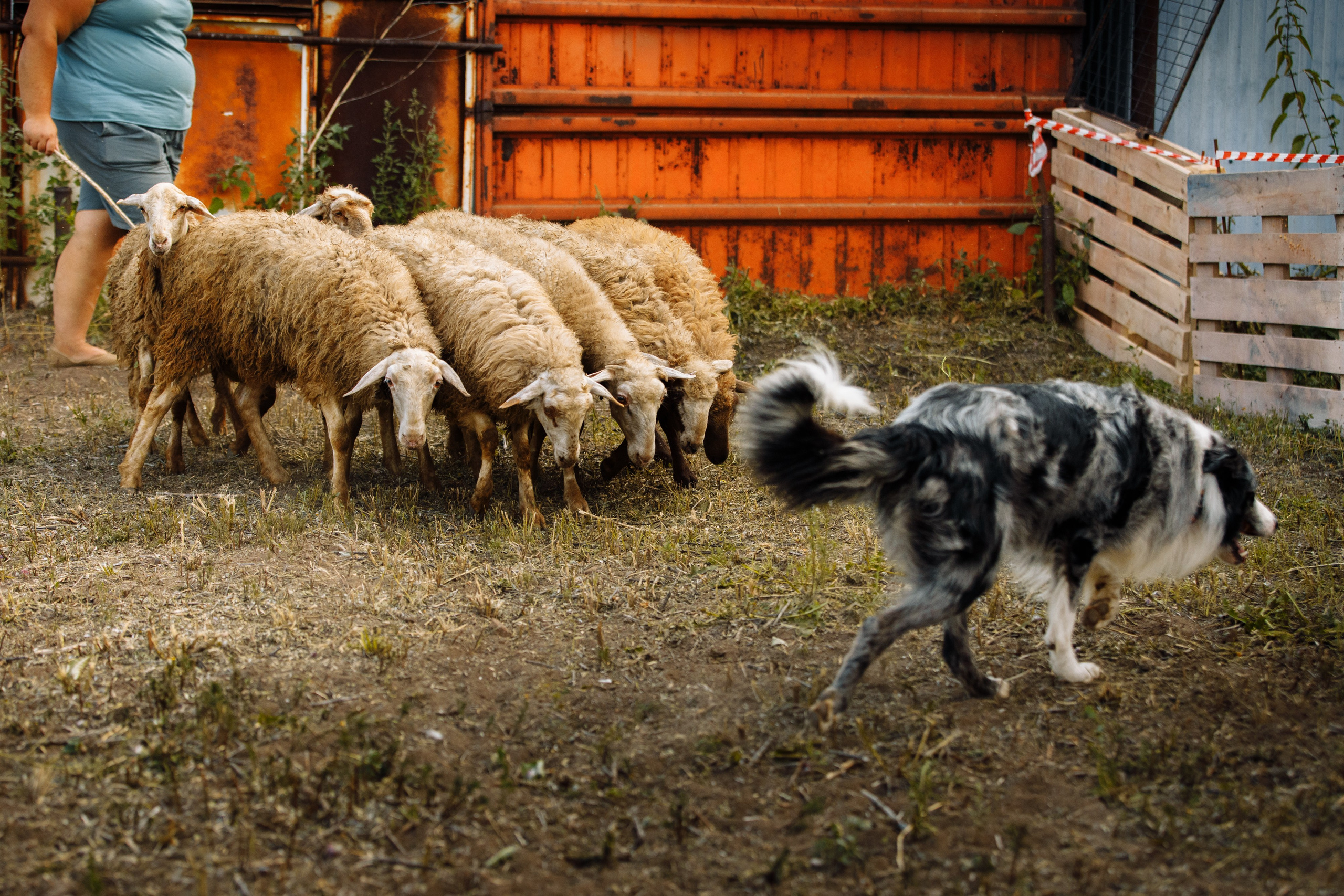 Овечий день. О нас