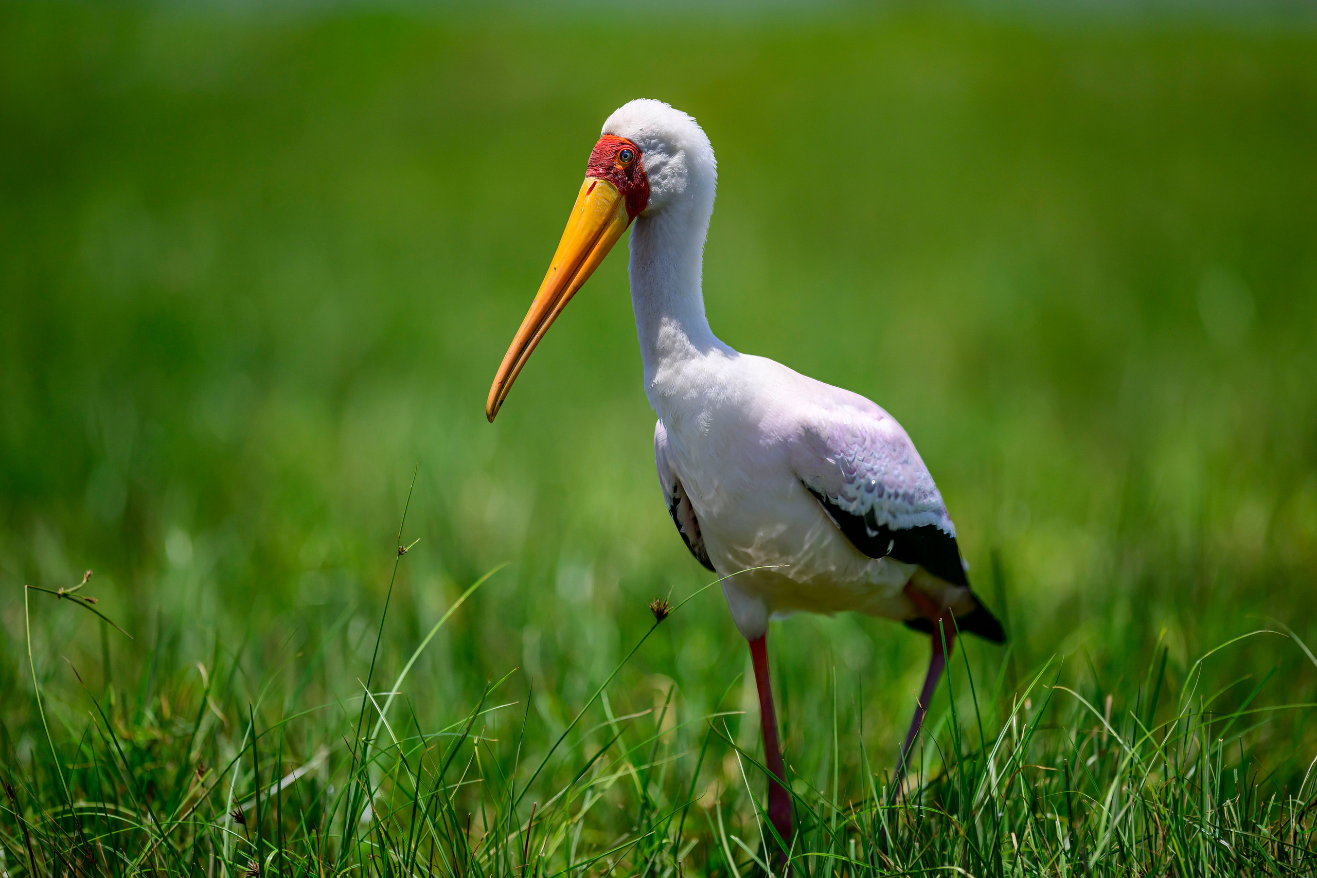 Кения. Wildlife photography by Sergey Puponin