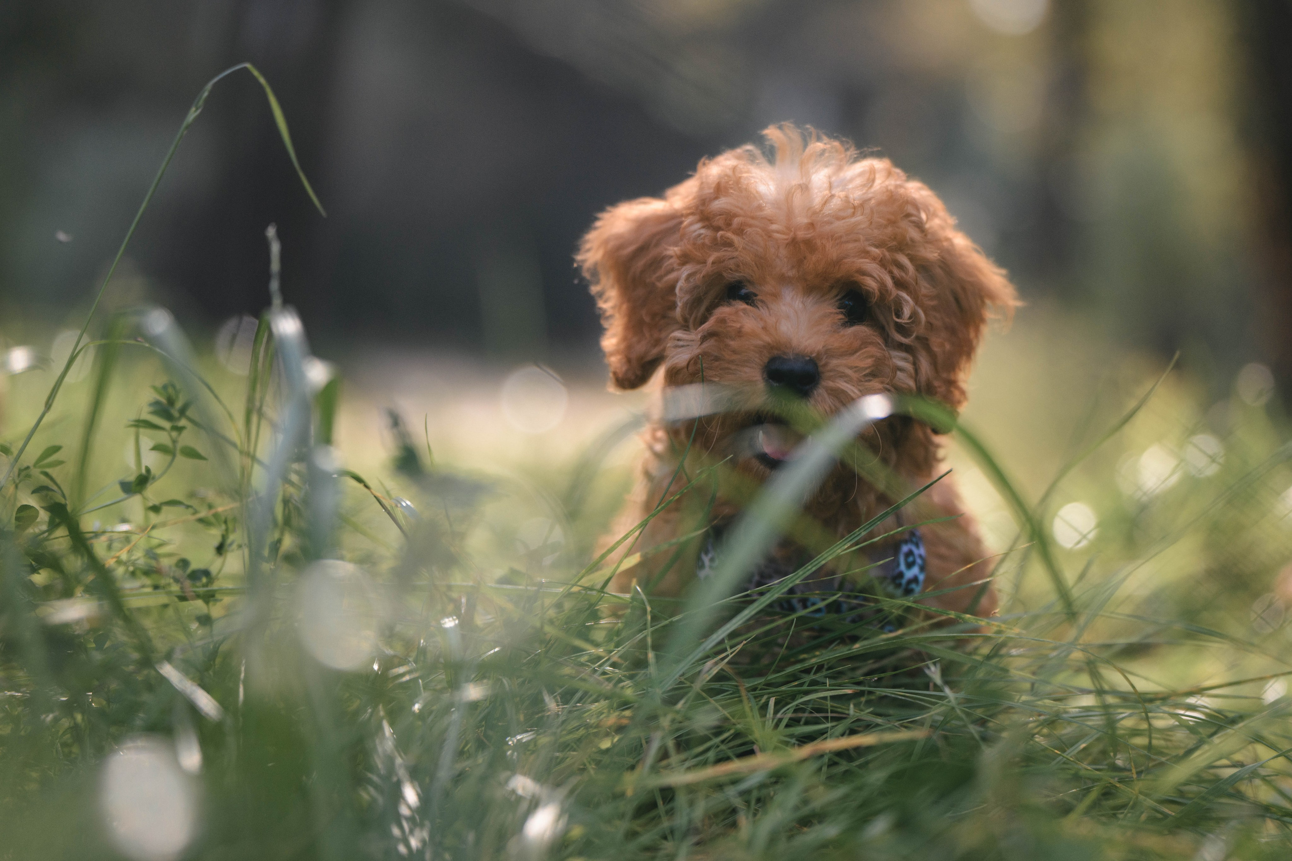 Щенок той-пуделя. Фотограф Анималист в Москве Анастасия Жучкова