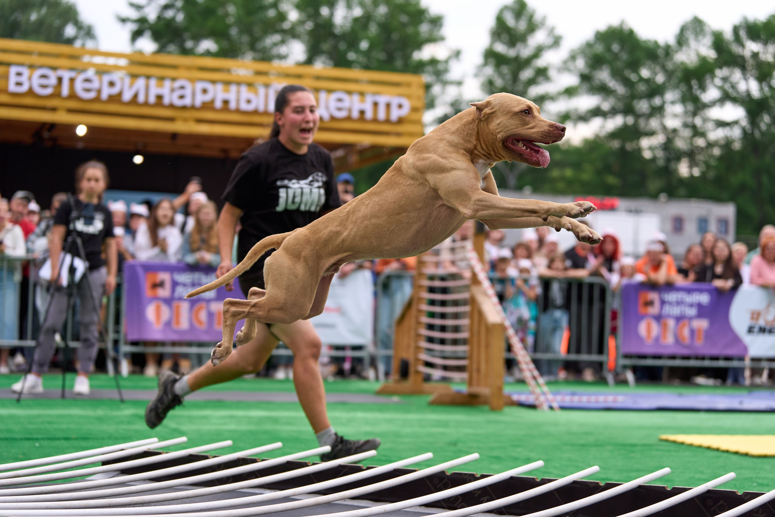 4 лапы Фест. Многоборье. Фотограф-анималист Михаил Манухин