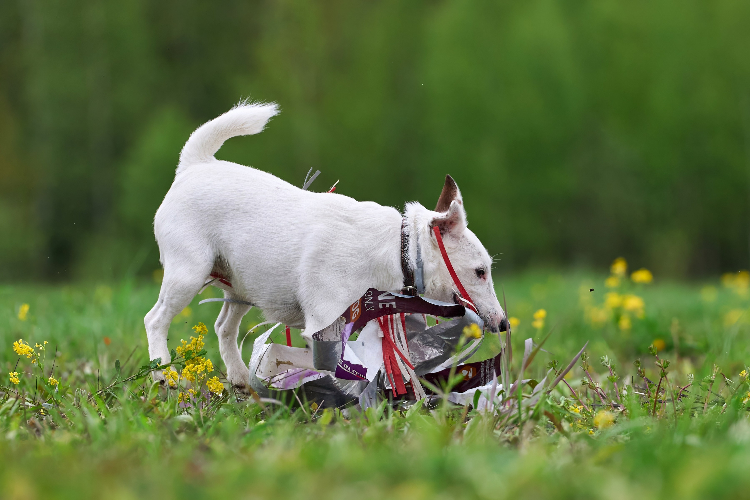 Тренировка по курсингу Донино. Фотограф-анималист Михаил Манухин