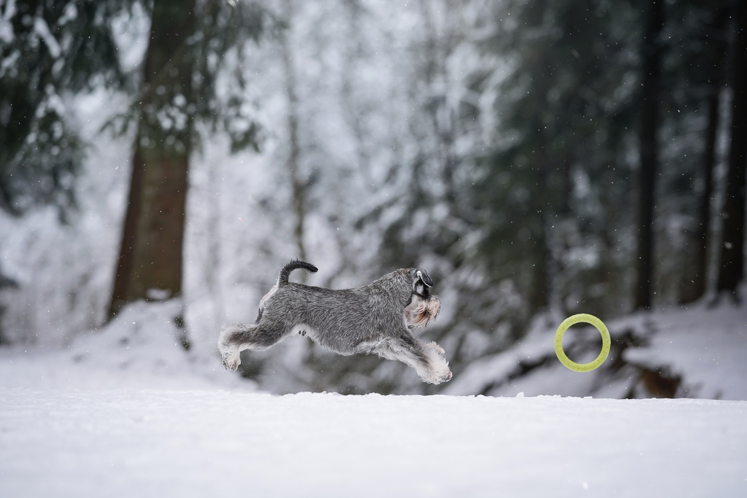 Бенчи и Арчи. Фотограф-анималист в Санкт-Петербурге Яна Мартынова