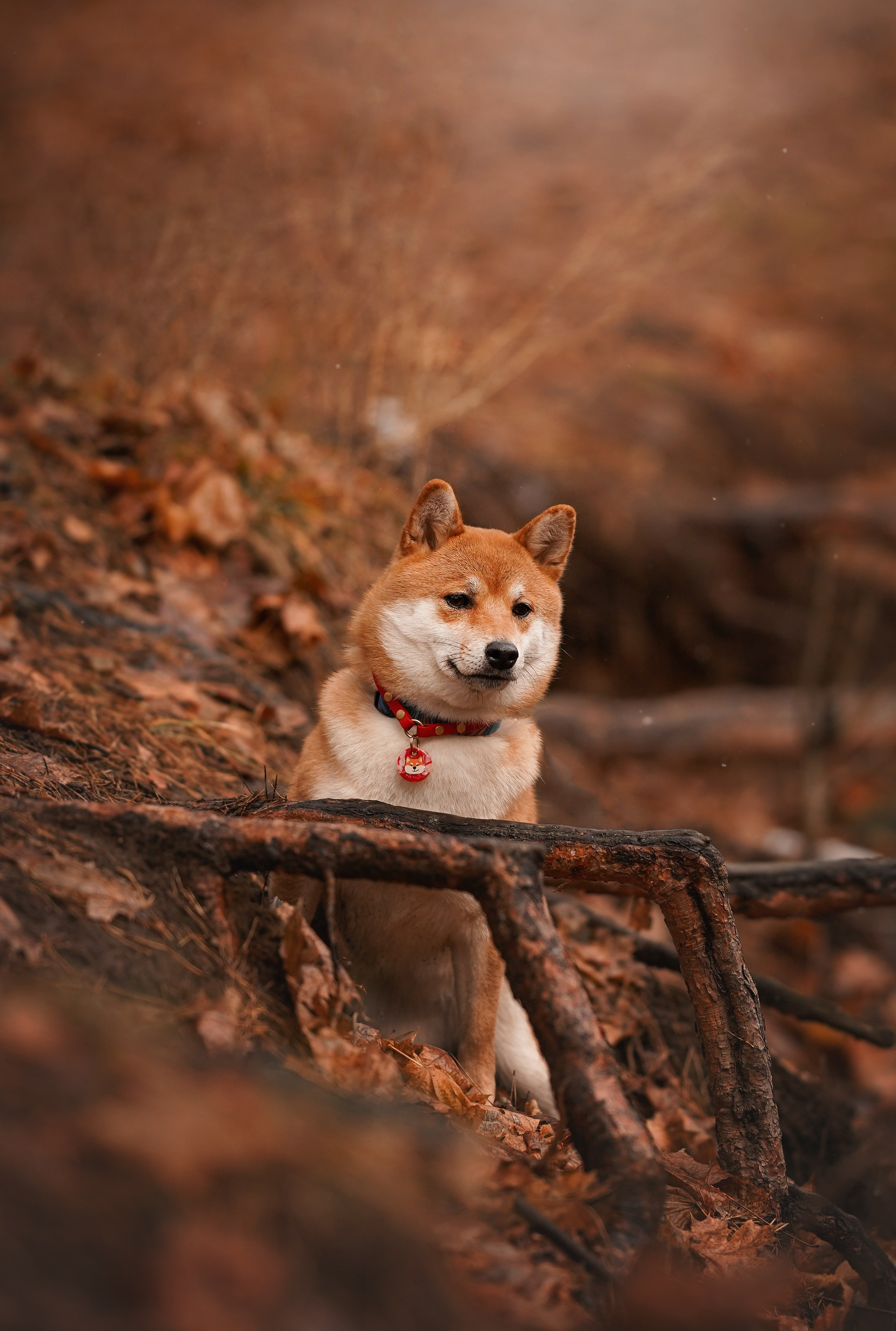 Алина и Юми. Фотограф-анималист в Санкт-Петербурге Яна Мартынова