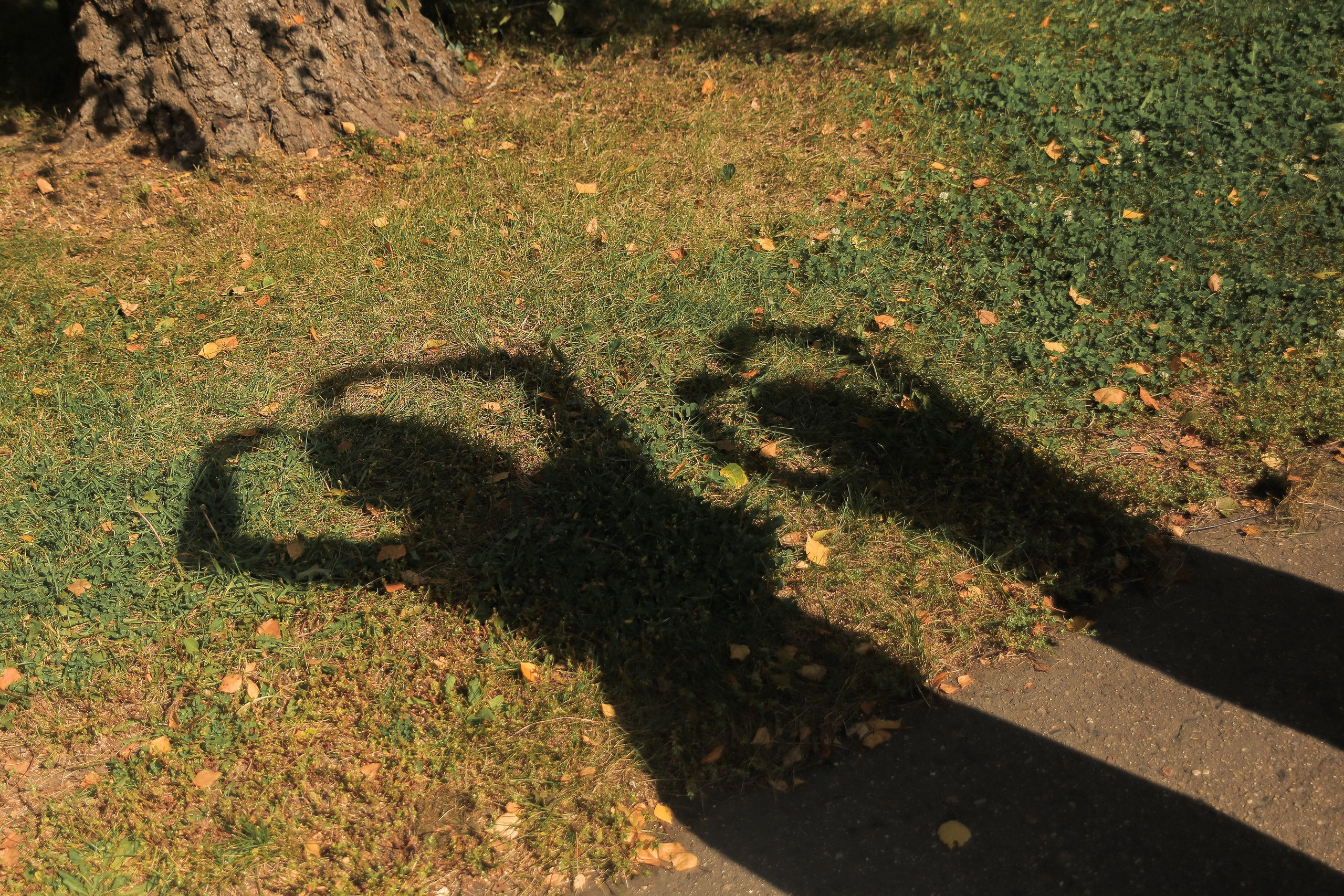 Семейная осенняя прогулка. Антонина Морозова, профессиональный семейный фотограф видеограф