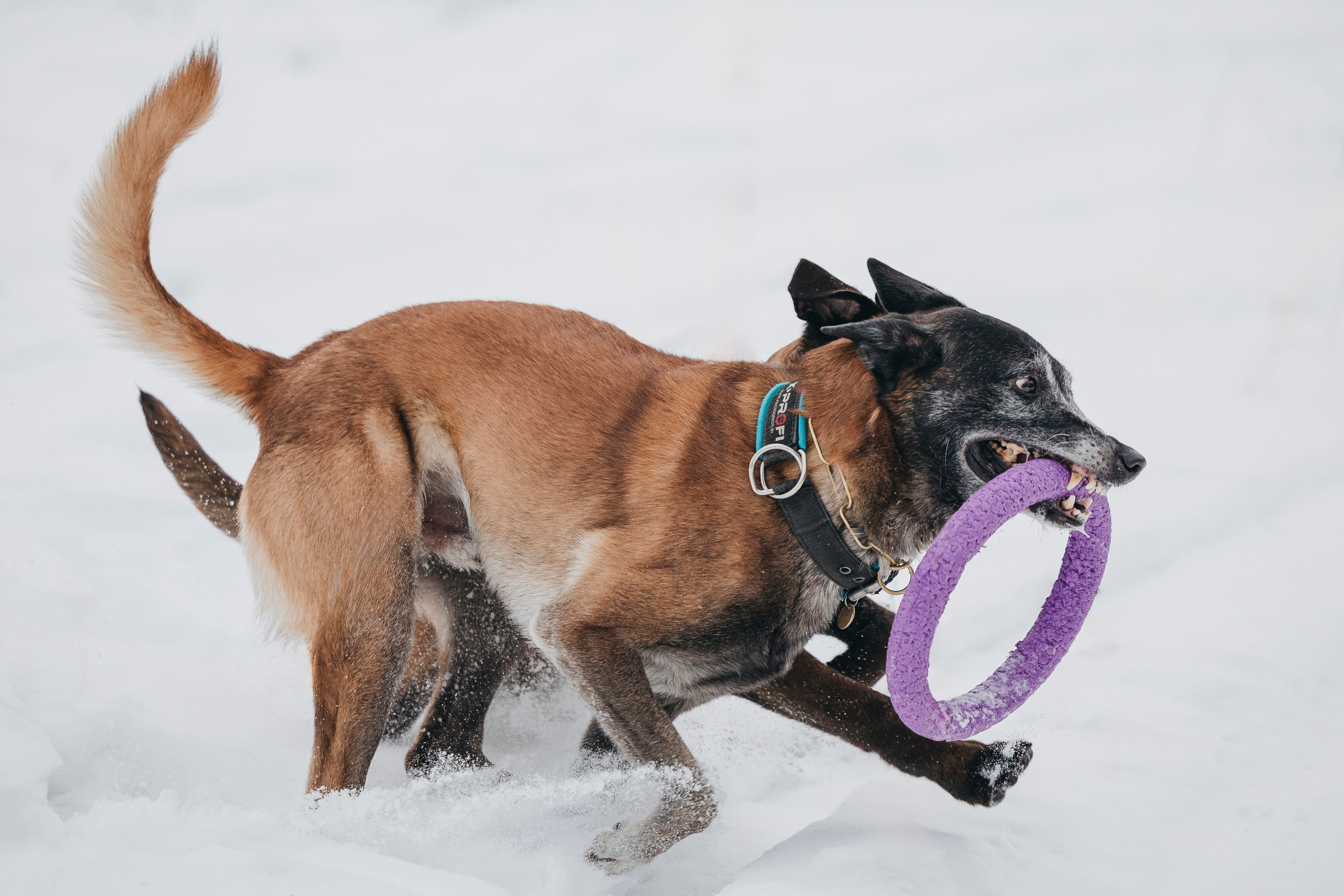 Даша, Омен, Айс и Рицу. Фотограф-анималист Анна Маринич