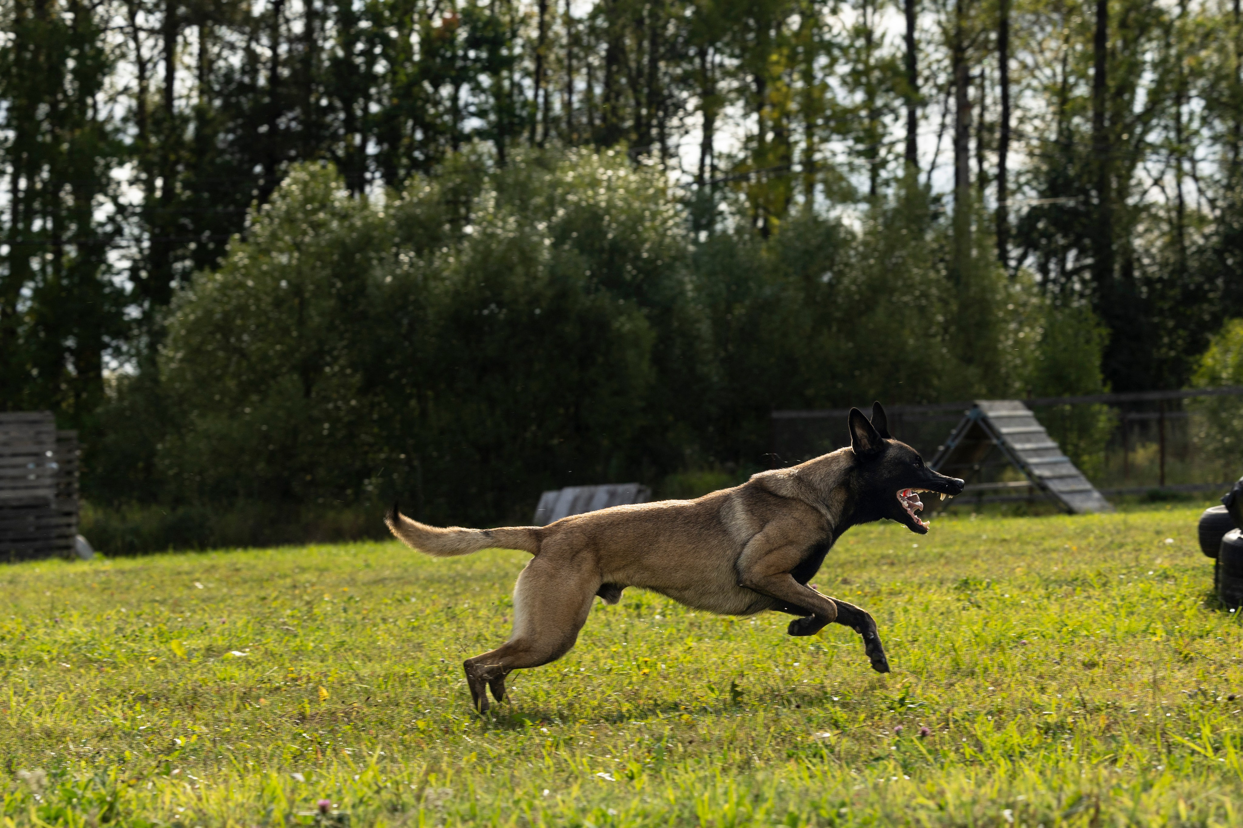 Испытания по Мондьорингу г. Пушкин. Фотограф-анималист Анна Маринич
