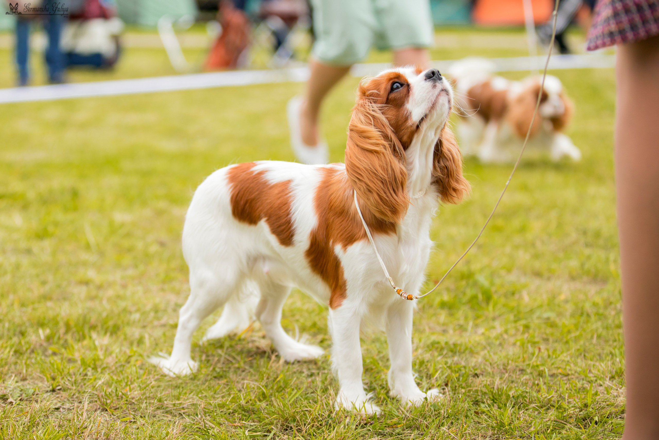 Переславль 9-10.09.2023. Фотограф-анималист Юлия Германика