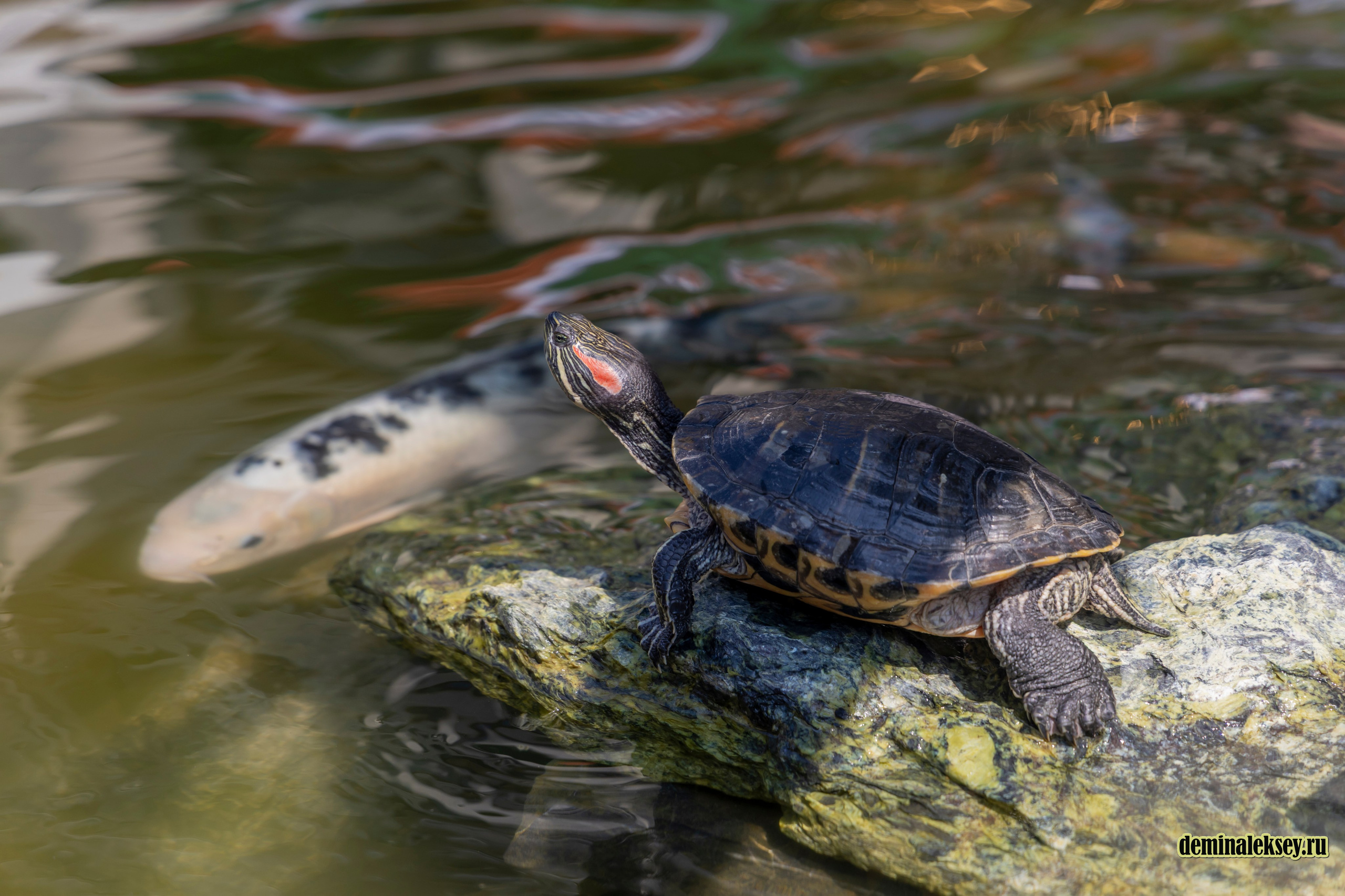 Фестиваль Дни индии на Манежной площади. Репортажный, семейный и студийный фотограф в Москве Демин Алексей