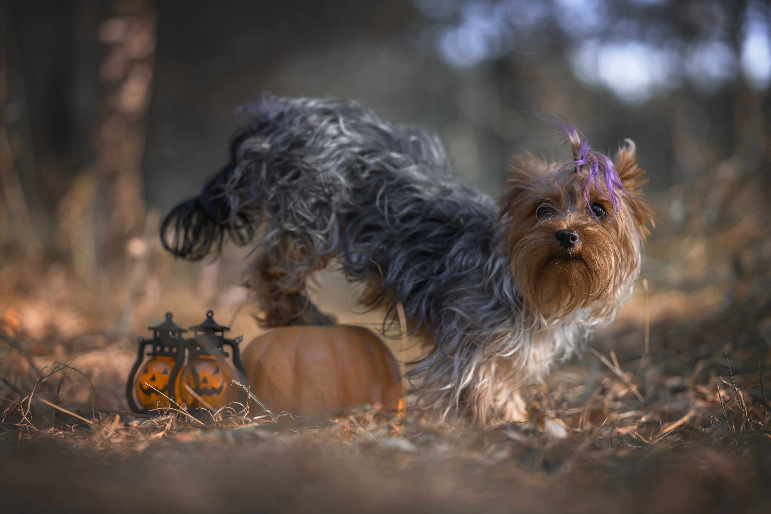 Хэллоуин. Фотограф Анималист в Москве Анастасия Жучкова