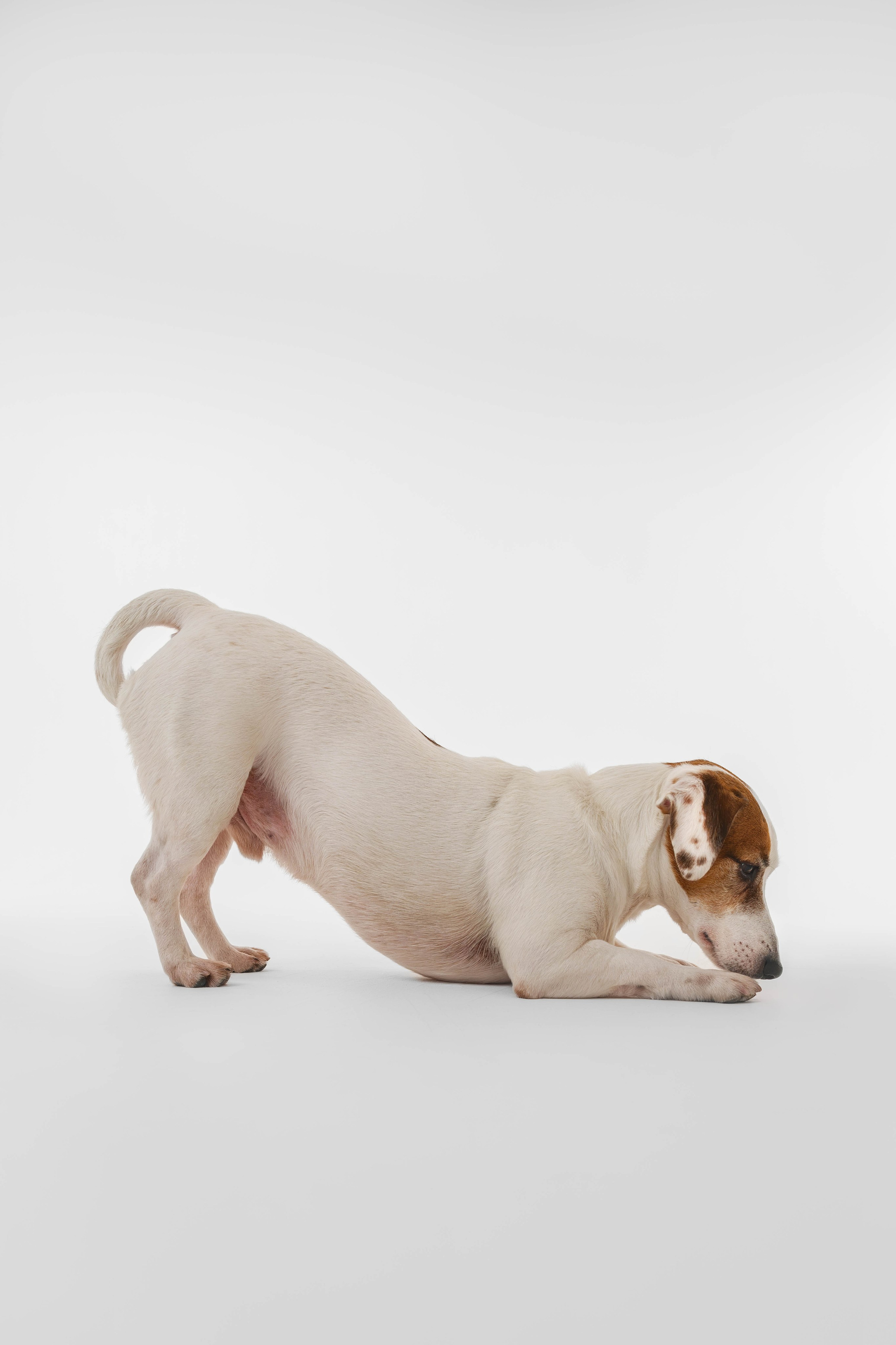 Джек Рассел. Фотограф Анималист в Москве Анастасия Жучкова