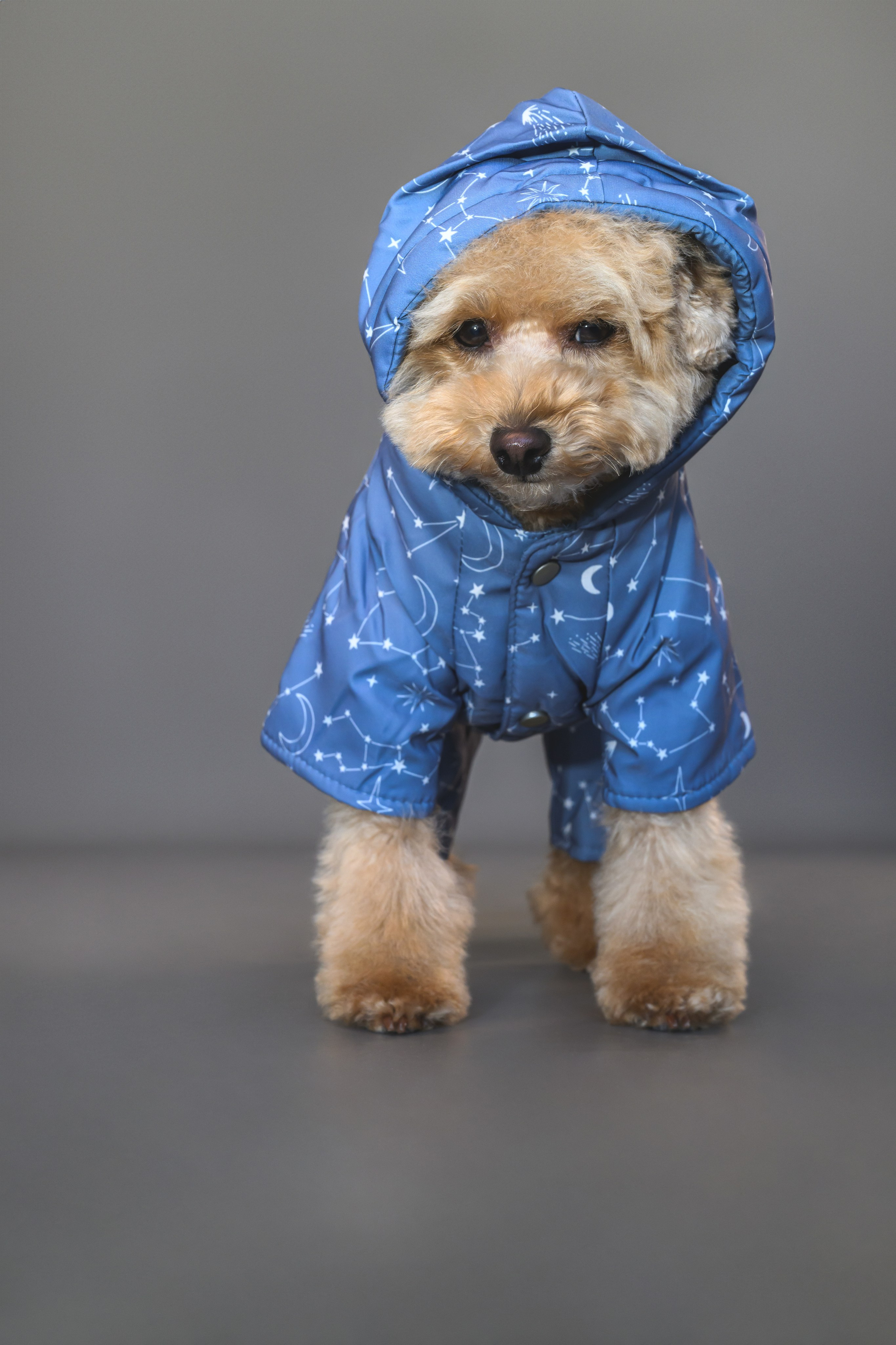 Пудель. Фотограф Анималист в Москве Анастасия Жучкова