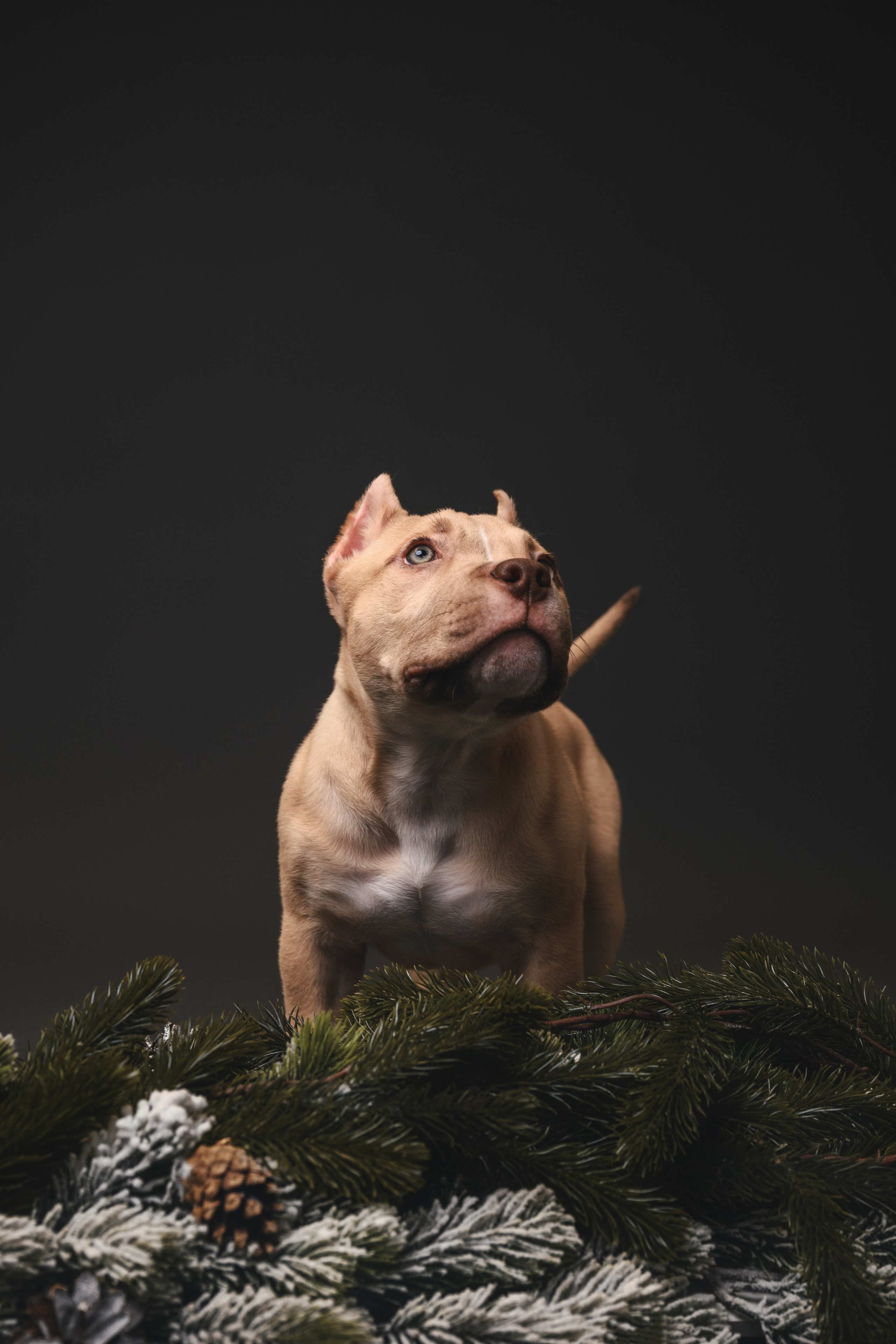 Булли. Фотограф Анималист в Москве Анастасия Жучкова