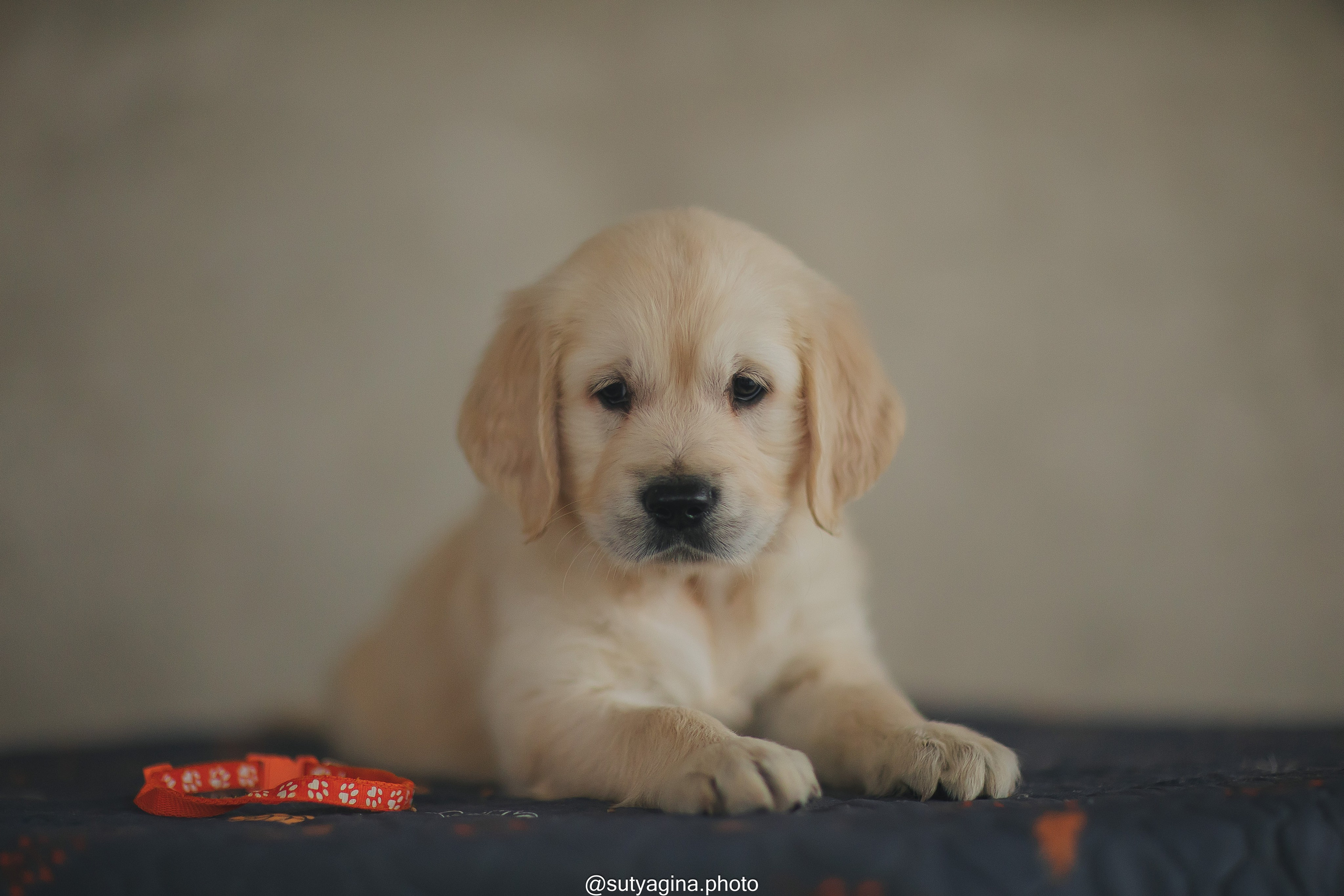 Оранжевая лента. Свадебный и женский фотограф