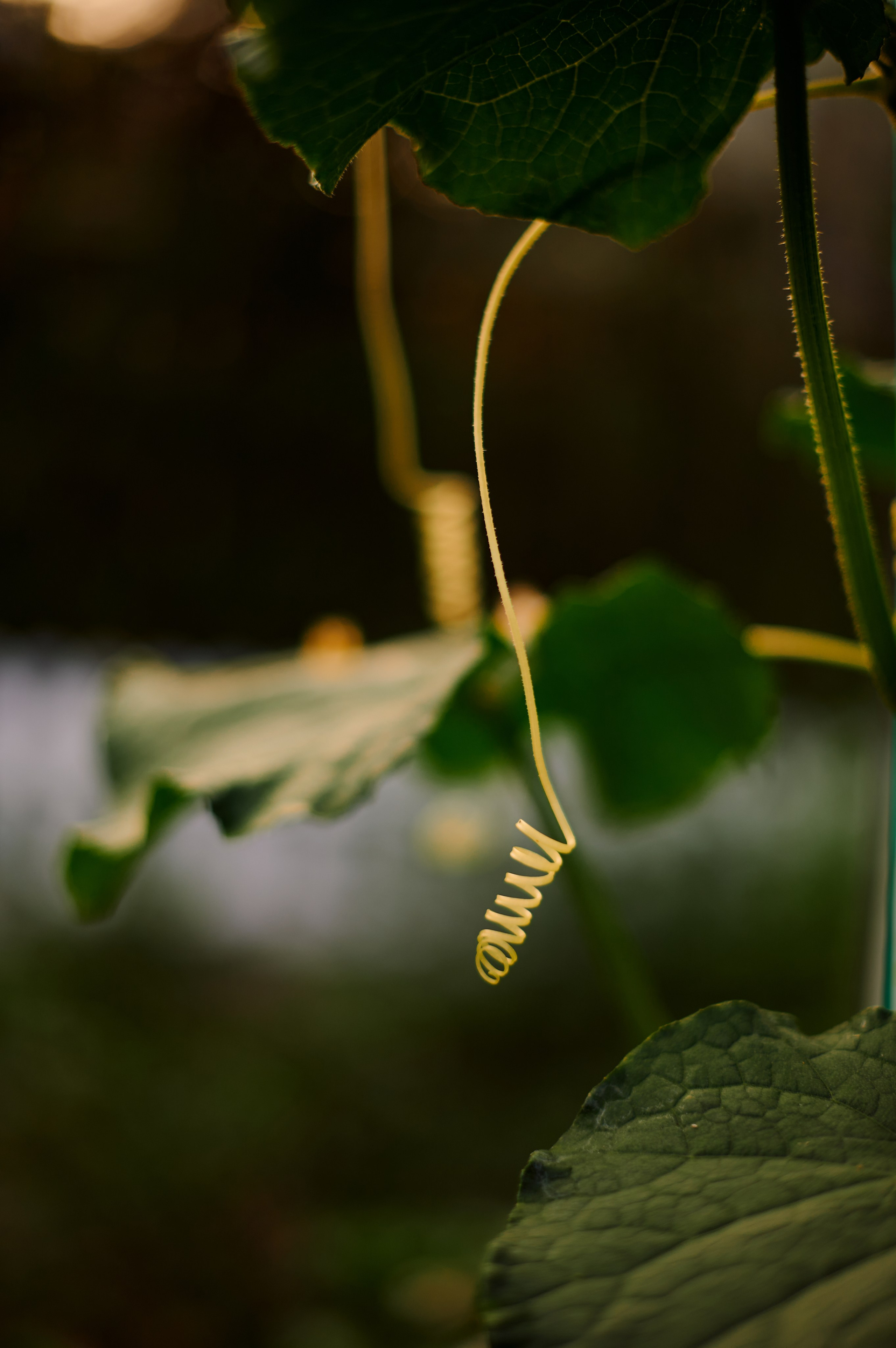 ОГУРЦЫ, ТЕПЛИЦА, САД :). Свадебный и семейный фотограф РИТА БОЧКАРЁВА