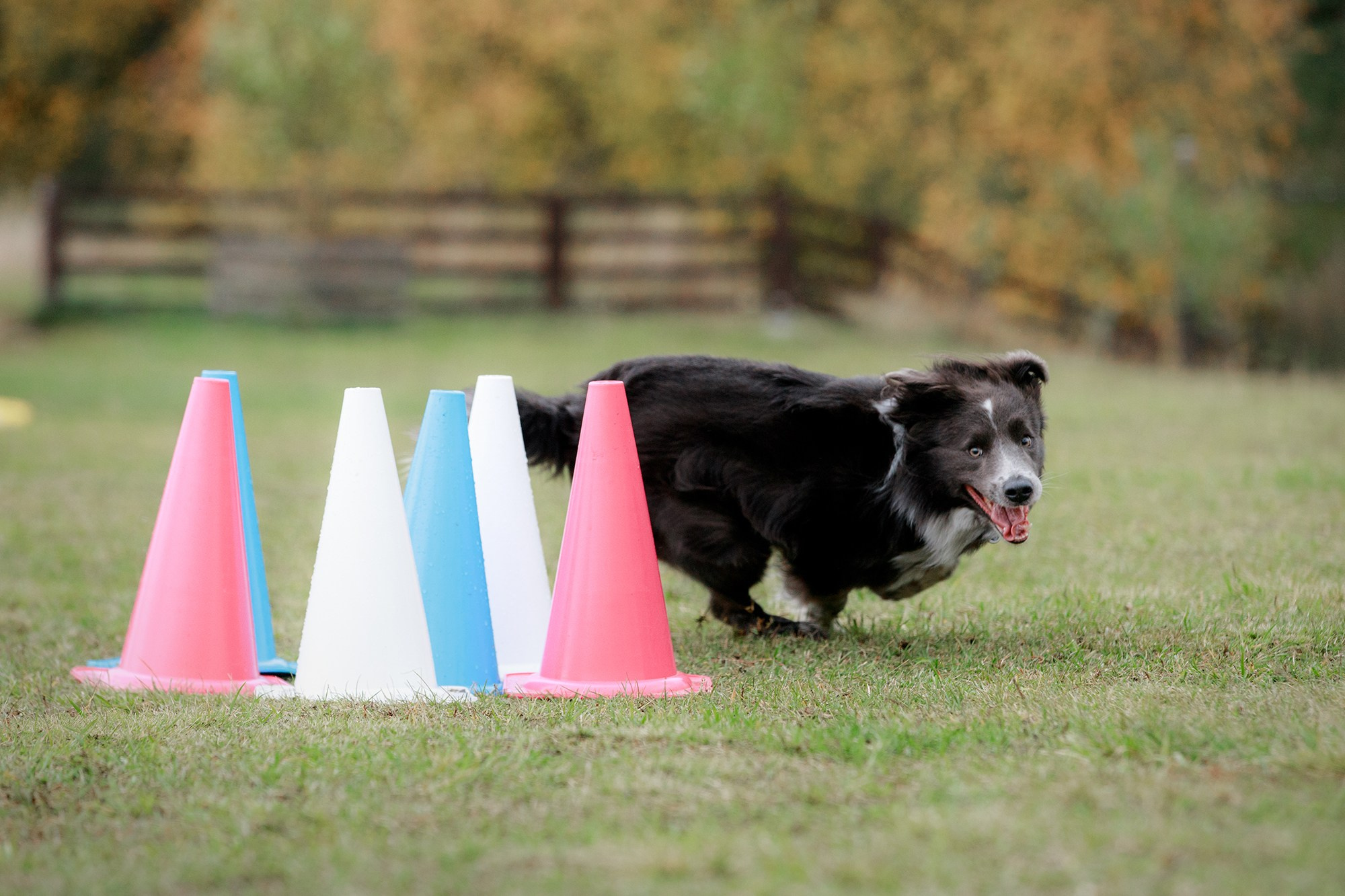 Лагерь по ОБД с Инной Баженовой. Фотограф-анималист Mary Mart — Москва, Питер