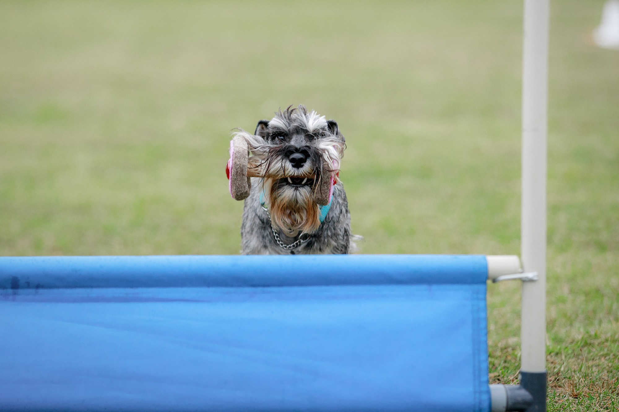 Лагерь по ОБД с Инной Баженовой. Фотограф-анималист Mary Mart — Москва, Питер