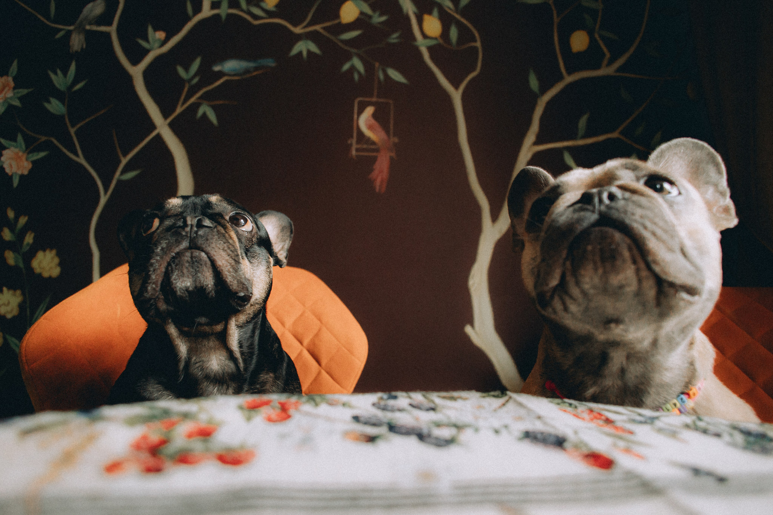 Юля, Мия и Зек