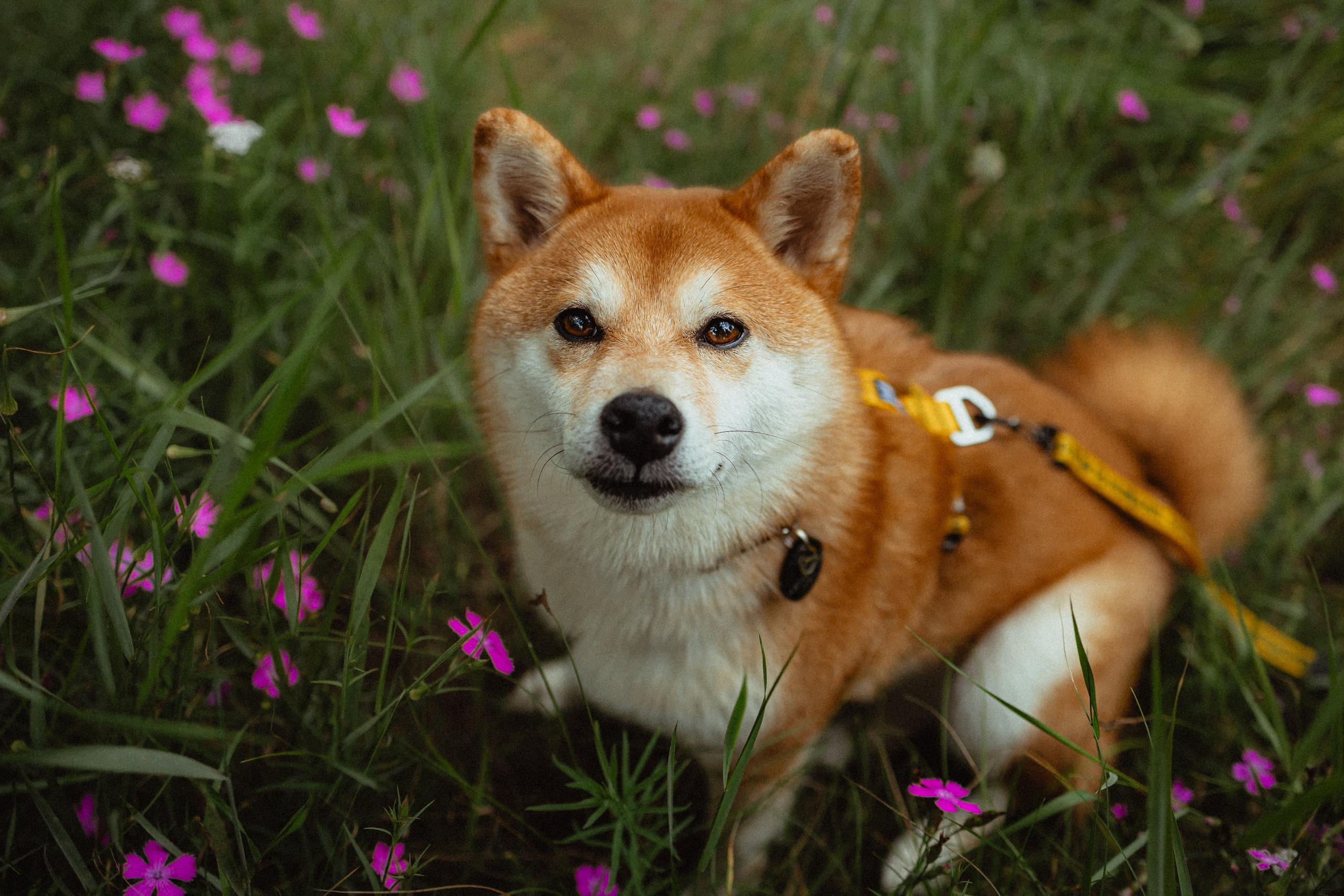Выездной дог-тренинг от школы «Шерсть имею»