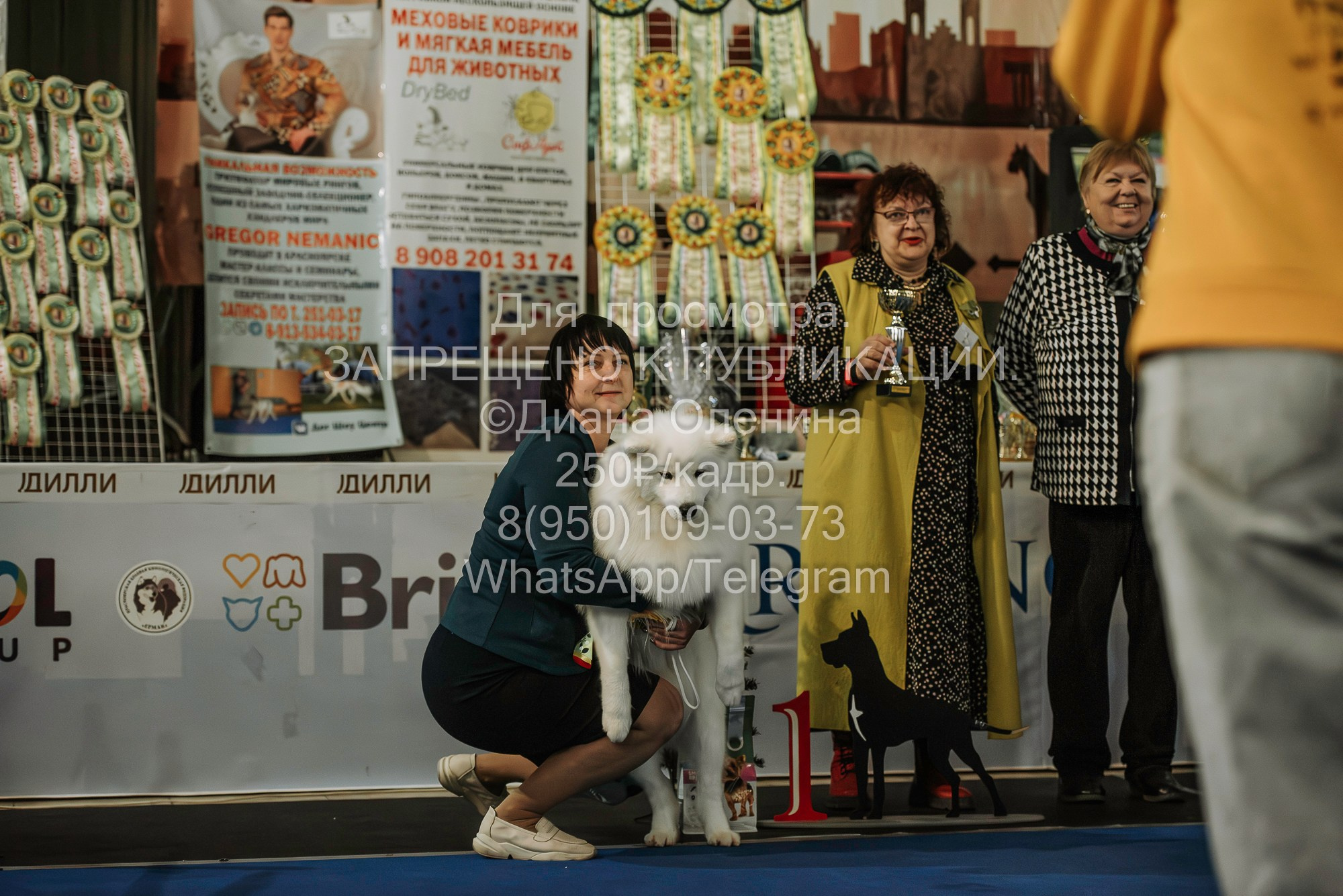 Выставка собак Красноярск 29.10.2023. Фотограф Диана Оленина Красноярск / Братск