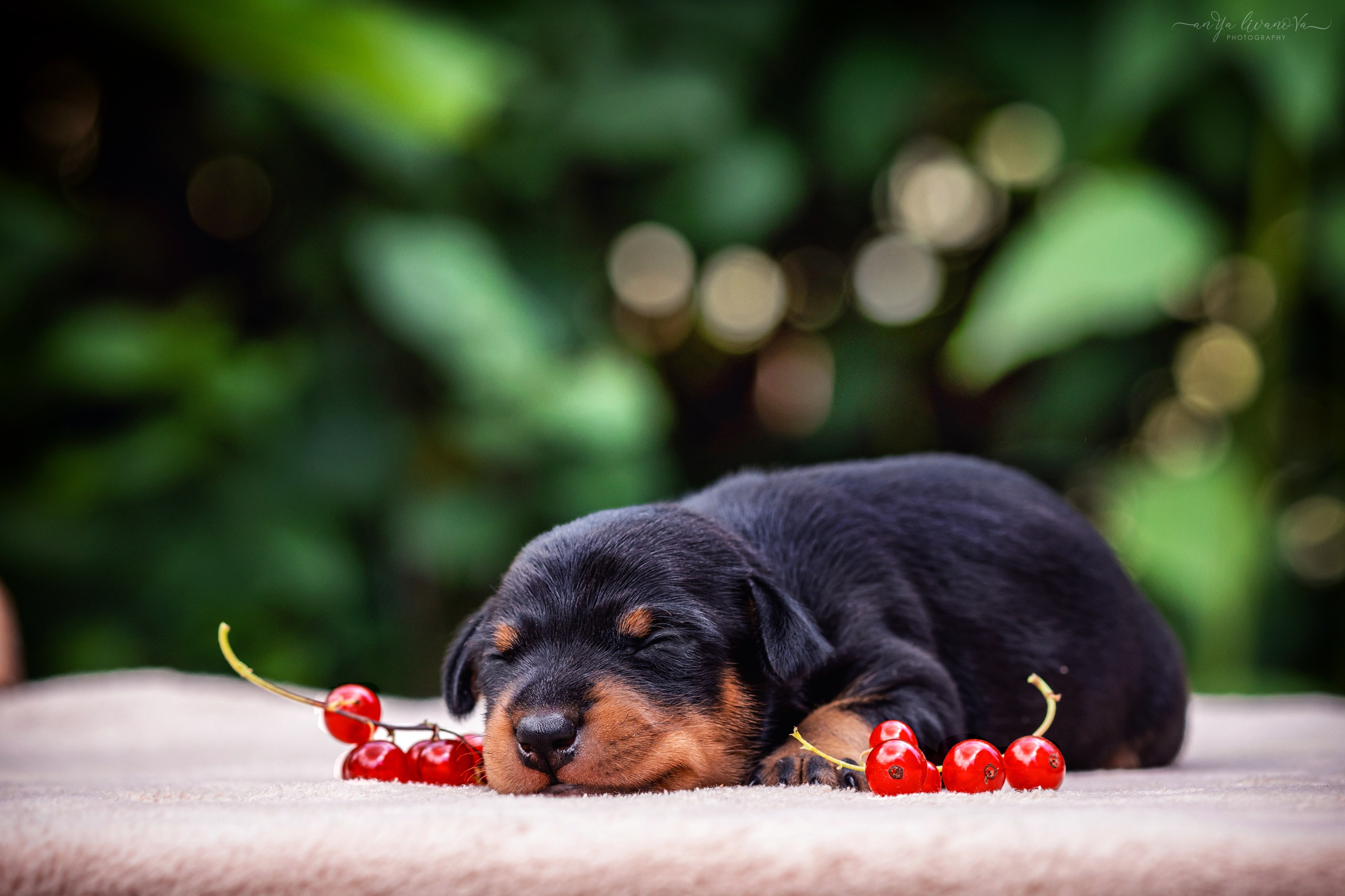 Малыши пинчеры. Фотограф анималист Аня Ливанова | Рыбинск