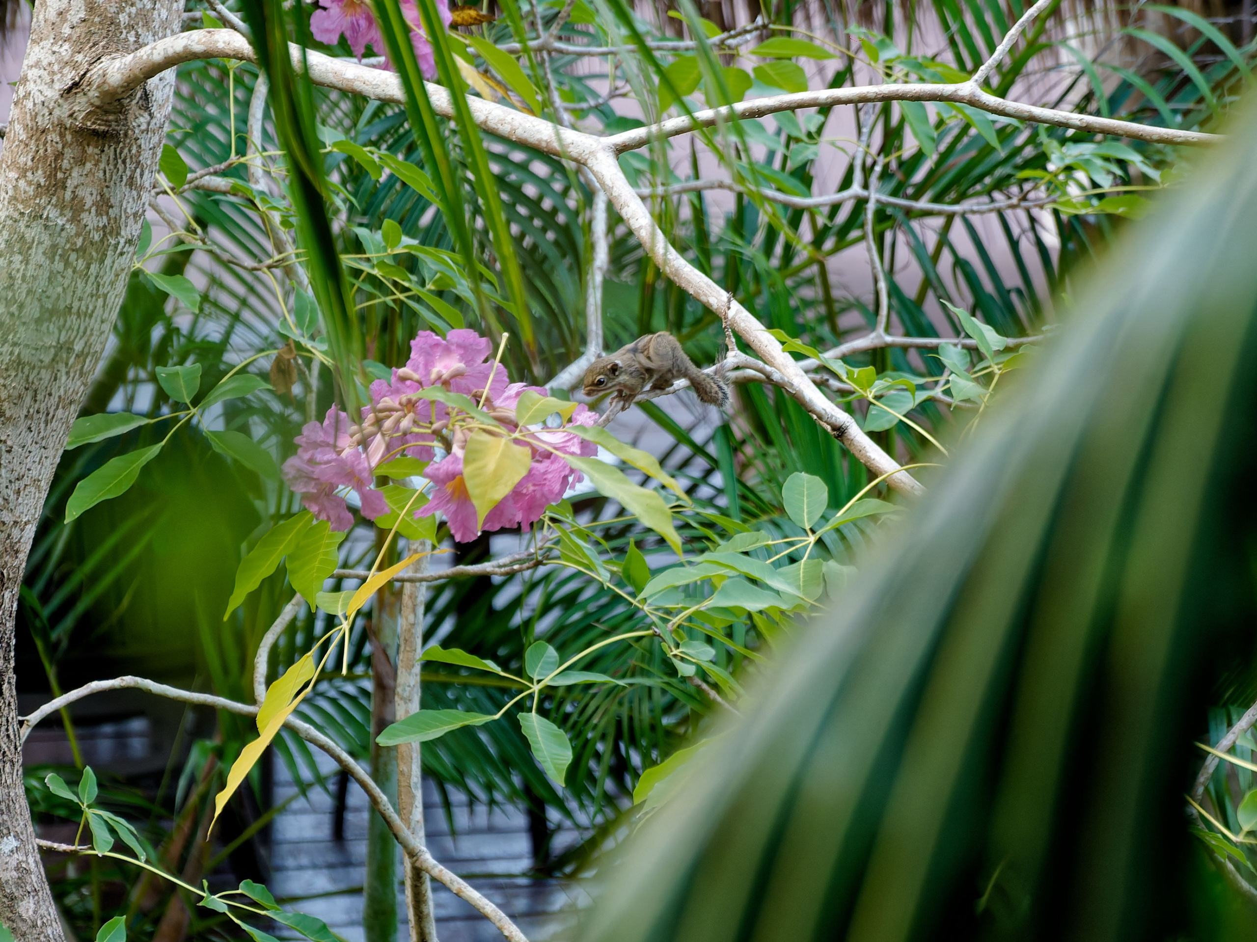 Хайнань 2026, белки. Фотопрогулки по Миру