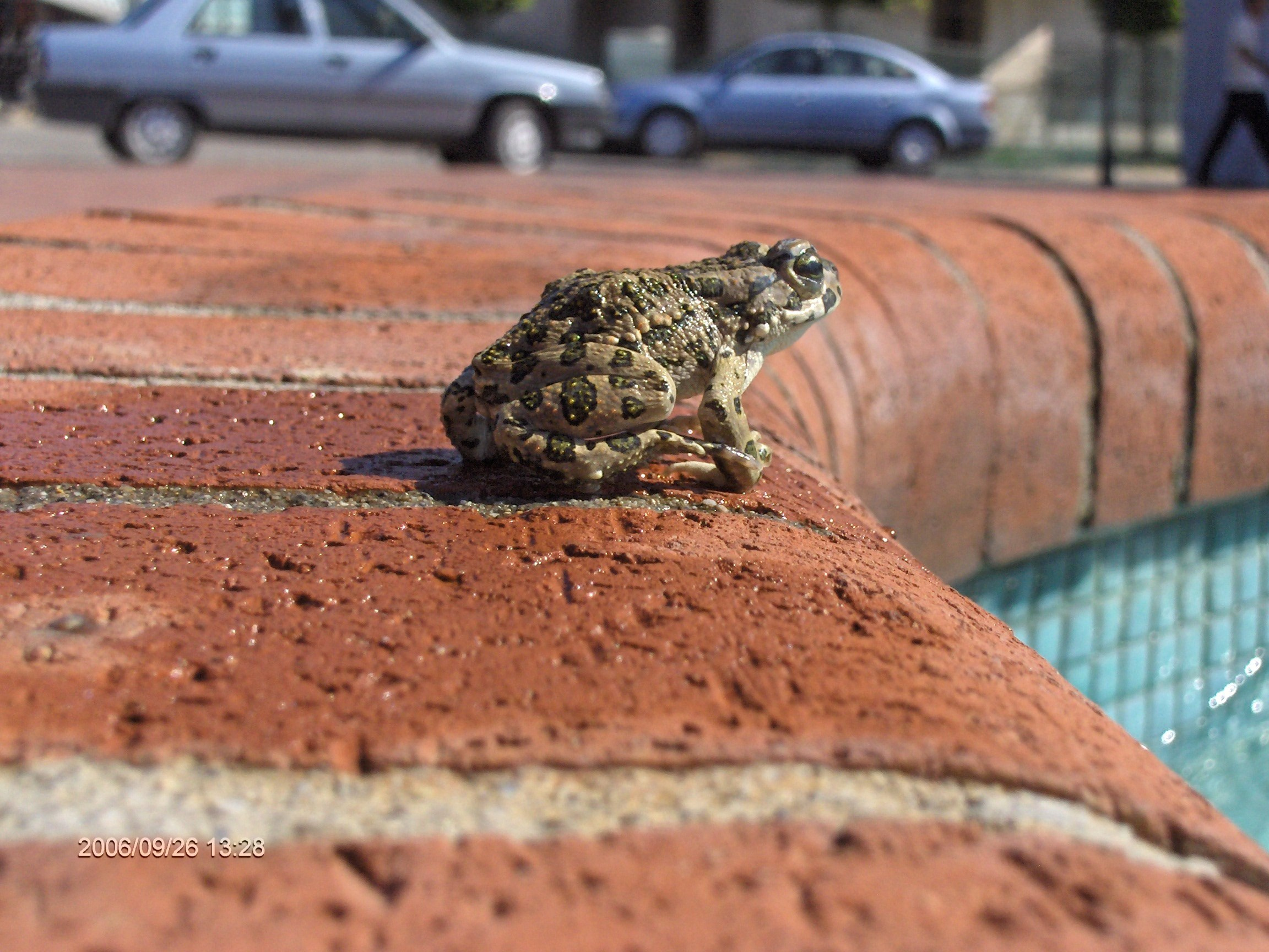 Алания, Конаклы 2006. Избранные фотографии