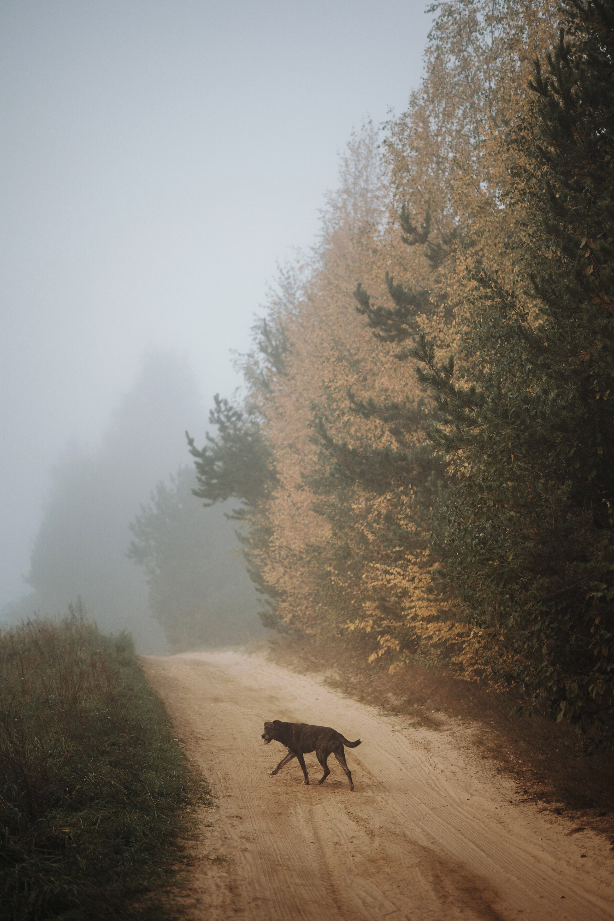 Любовь и ее хвостики. Фотограф — Анималист | Санкт-Петербург