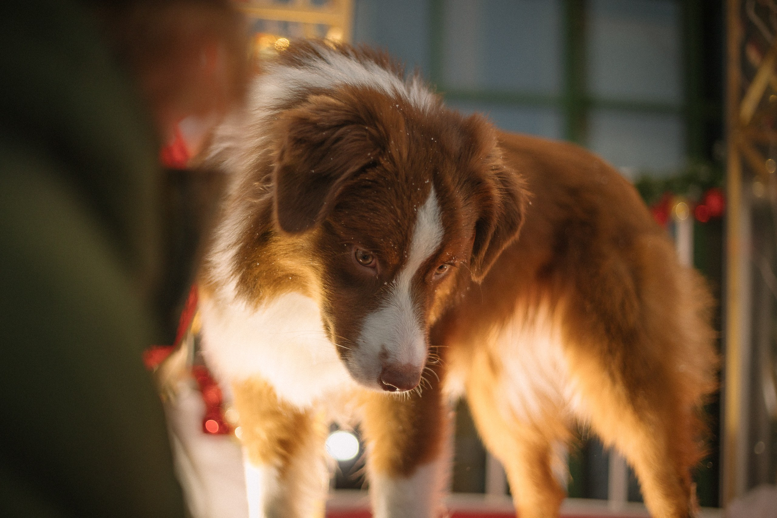 Аусси Кальби. Фотограф анималист Кузнецова Анна Нижний Новгород