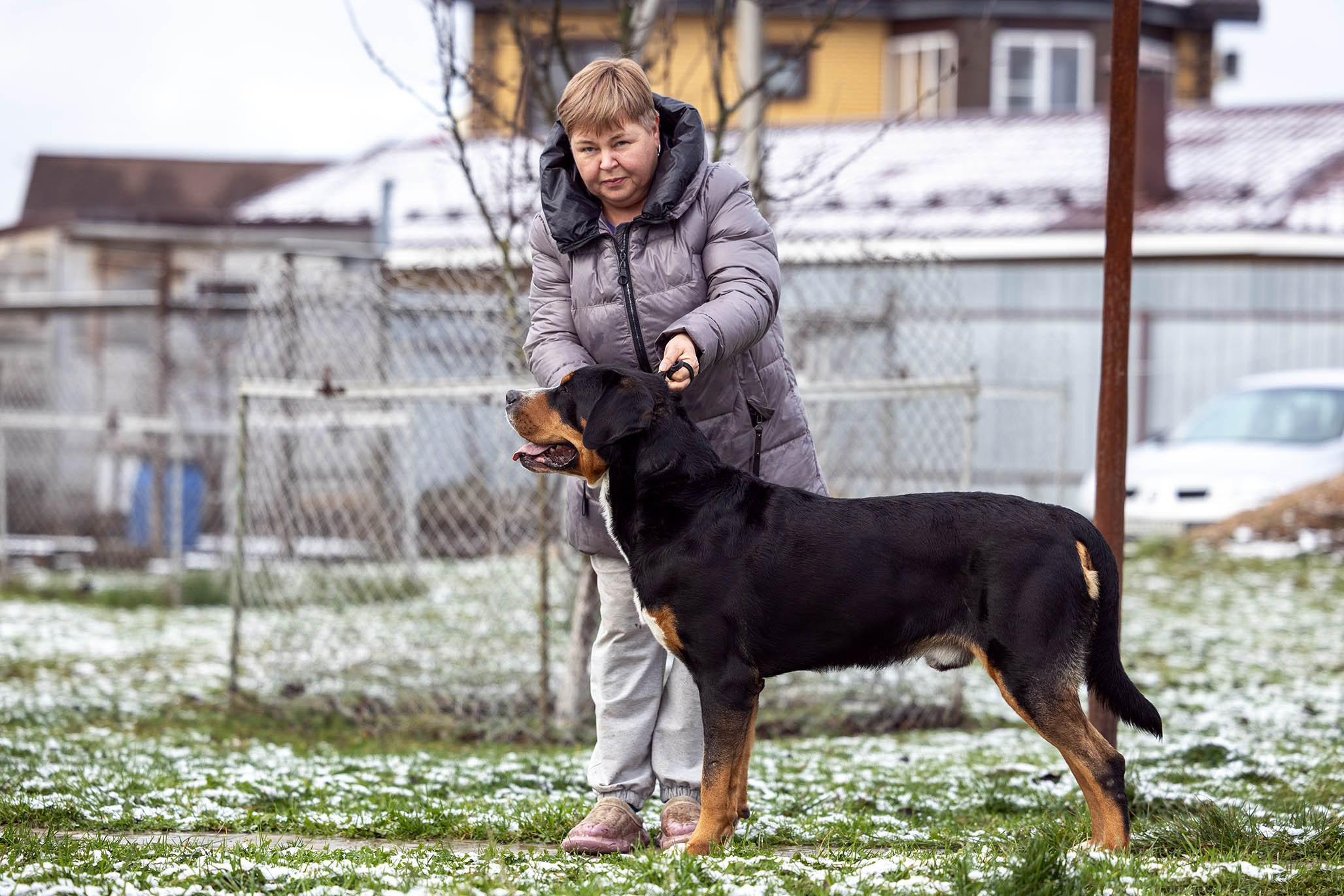 Sozvezdie Zennenhundov Markus (Маркус). Питомник Больших Швейцарских Зенненхундов в Калужской области / Москва