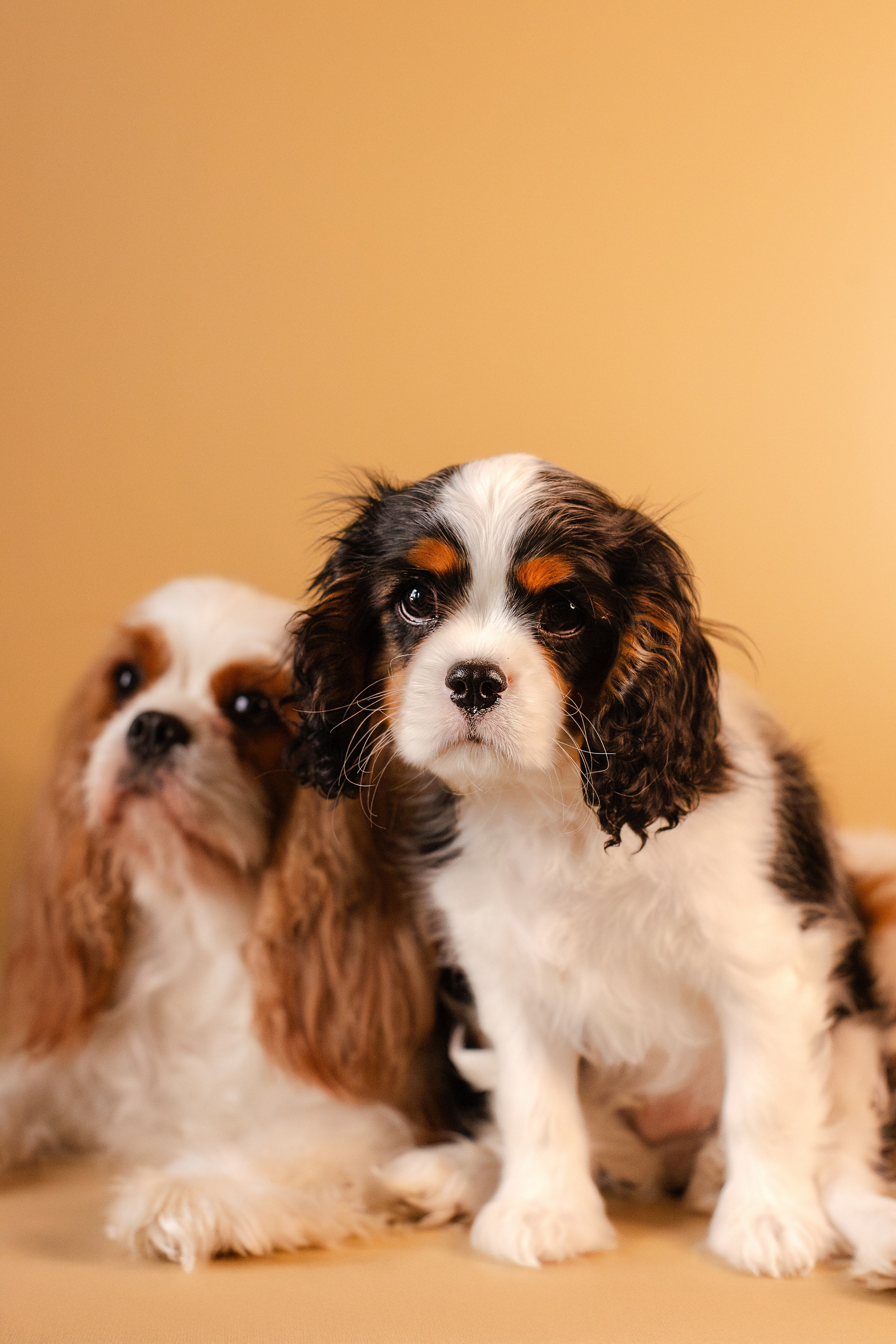 Жанна и кавалеры. Фотограф-анималист Мария Баркевич | Москва