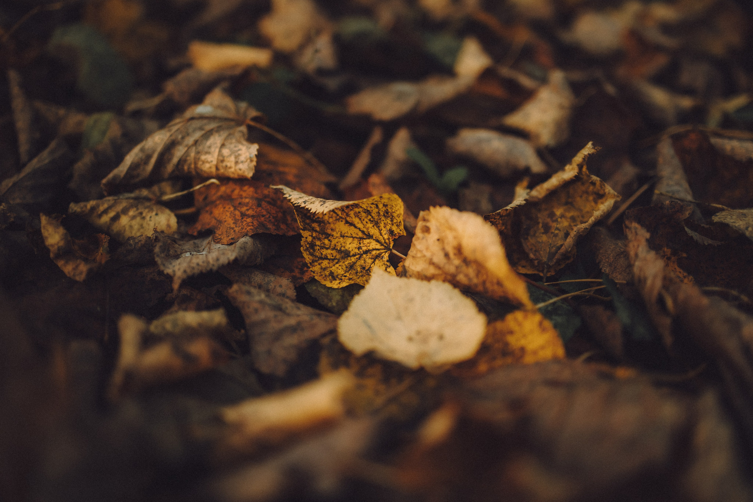 Рик, Джек и их семья