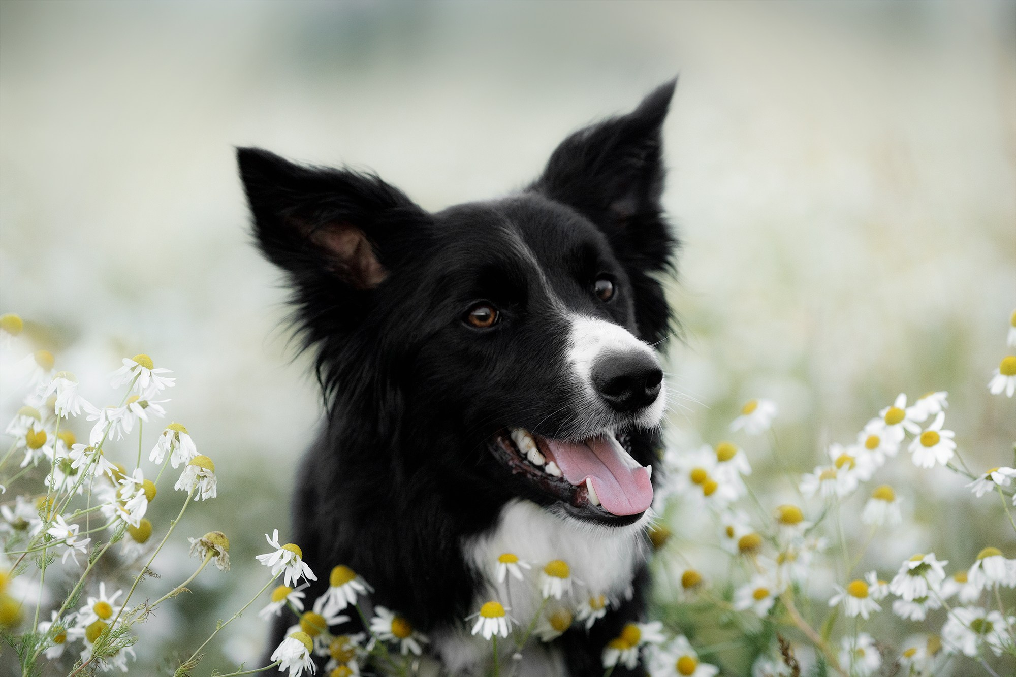 Стив и Аня. Фотопрогулка в Горыныче. Фотограф-анималист в Калуге Мария Шерскова