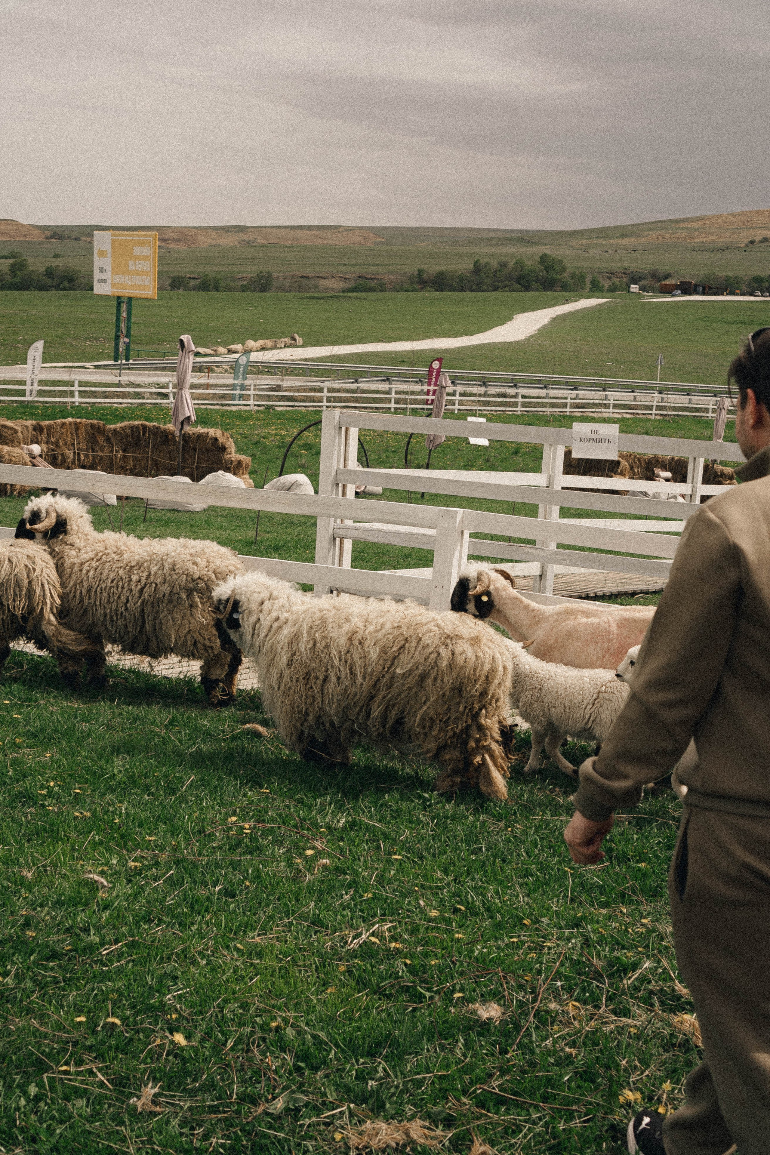 Ферма Альпак. Профессиональный фотограф, Санкт-Петербург — Виктория Богомолова