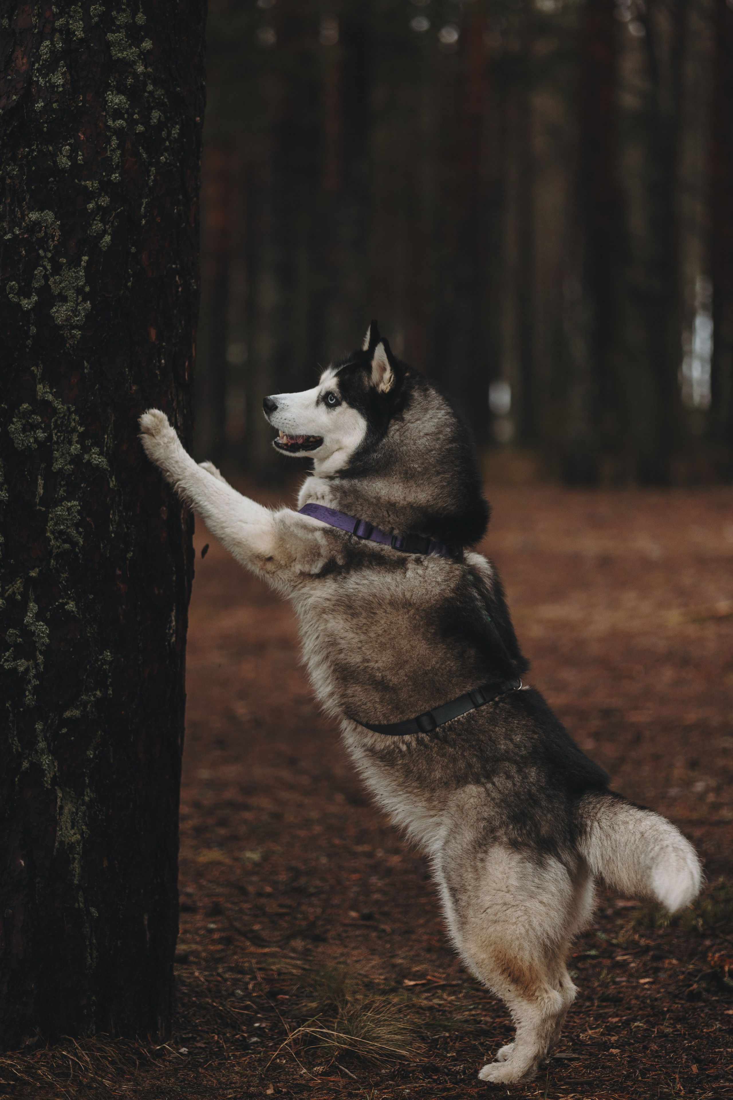 Катя, Илья и Эльза. Фотограф-анималист в Санкт-Петербурге Алина Яхонт