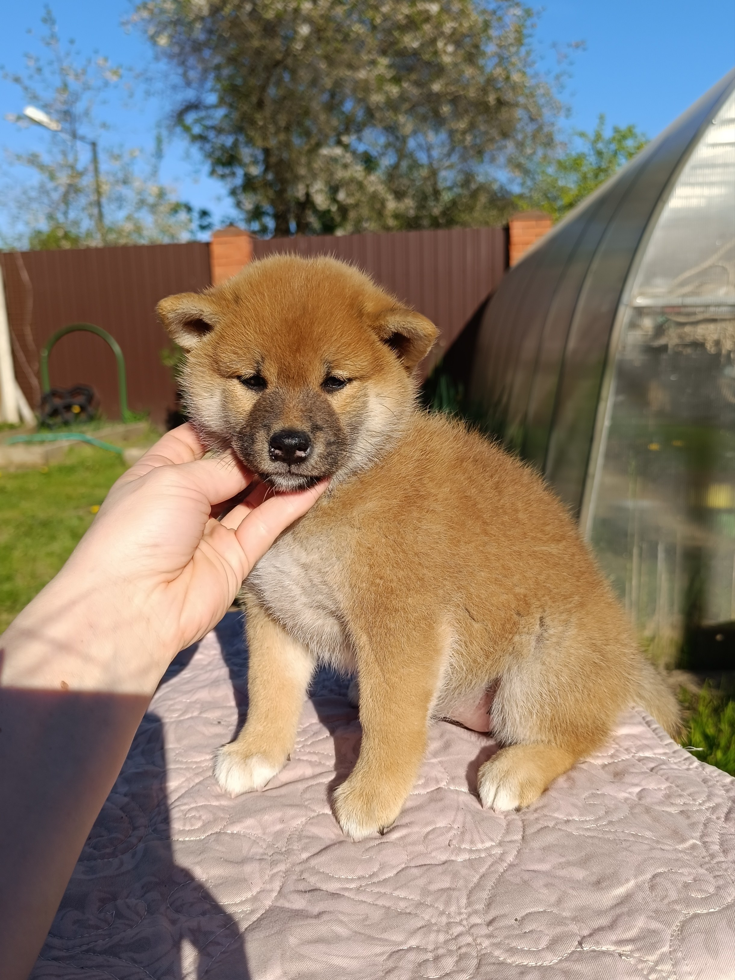 сиба питомник Рубилайт щенки на продажу rubylight  сиба щенки купить СПб Санкт-Петербург