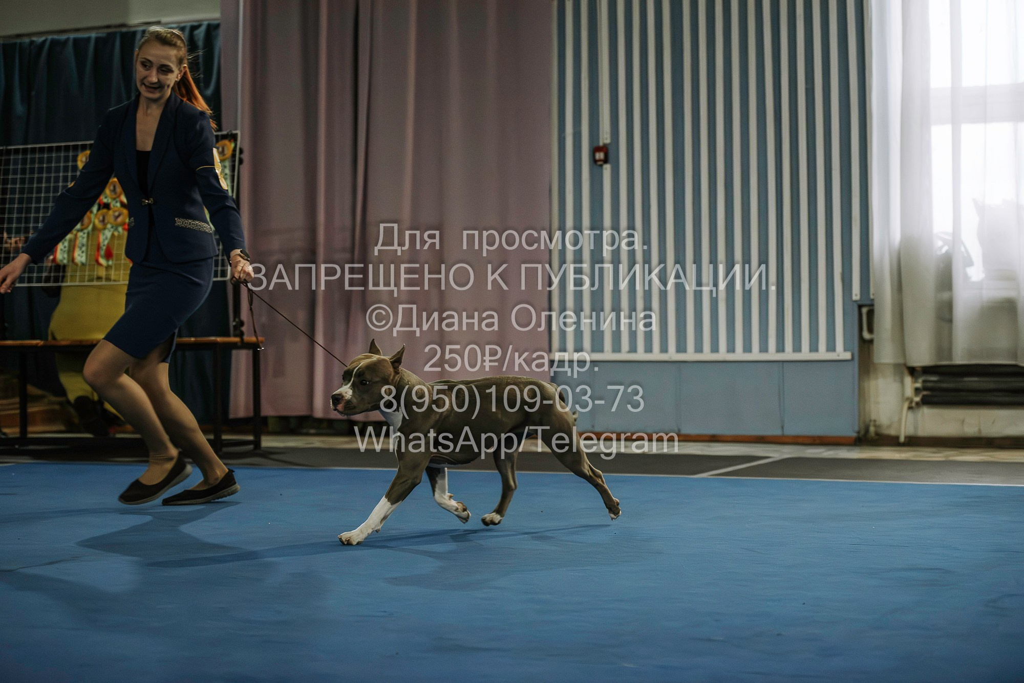 Выставка собак Красноярск 29.10.2023. Фотограф Диана Оленина Красноярск / Братск